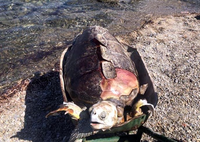 DEV CARETTA ÖLÜ OLARAK BODRUM’DA KARAYA VURDU