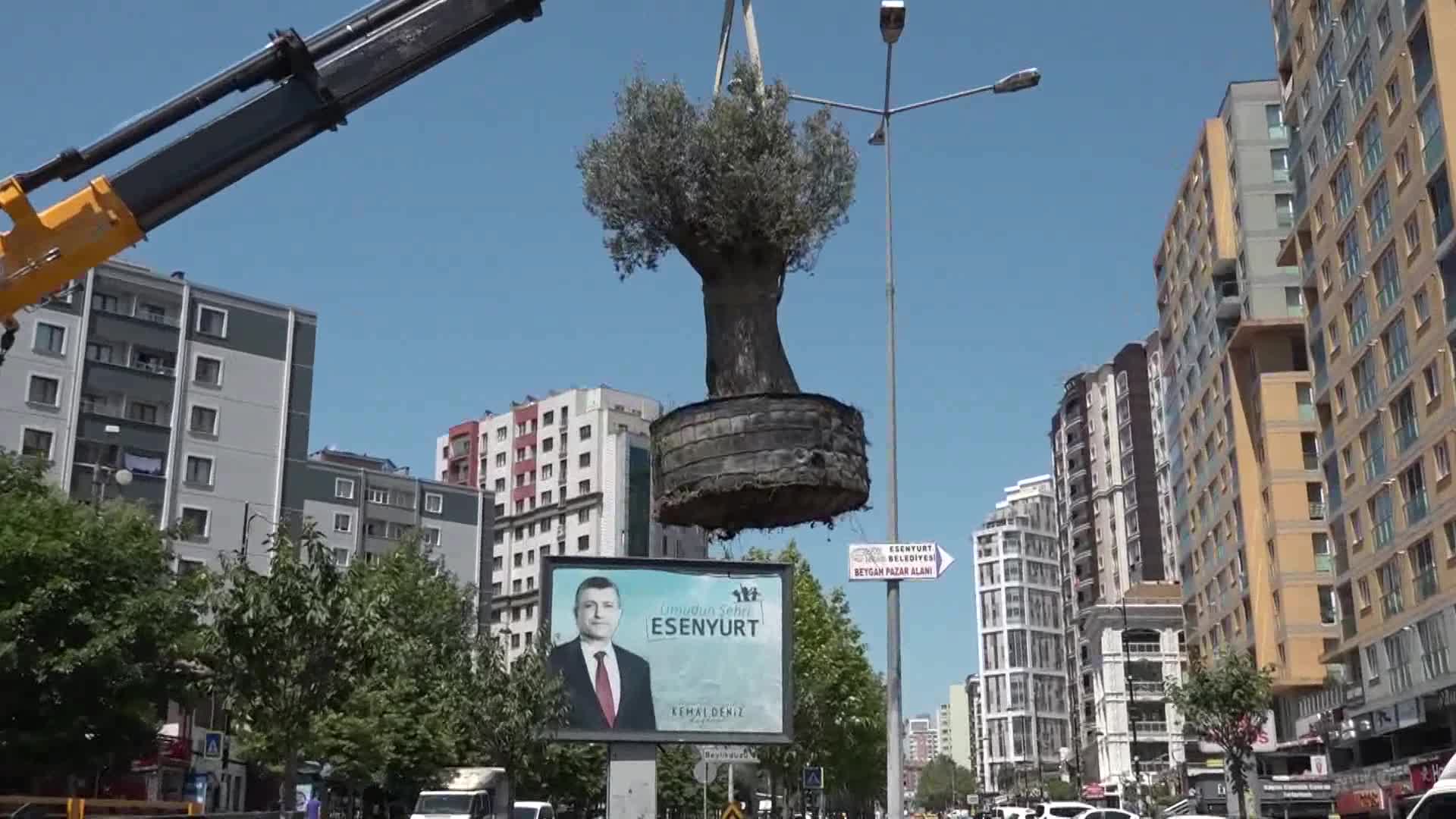 ESENYURT’TA YÜZ YAŞINI AŞMIŞ ZEYTİN AĞAÇLARIYLA PEYZAJ ÇALIŞMASI
