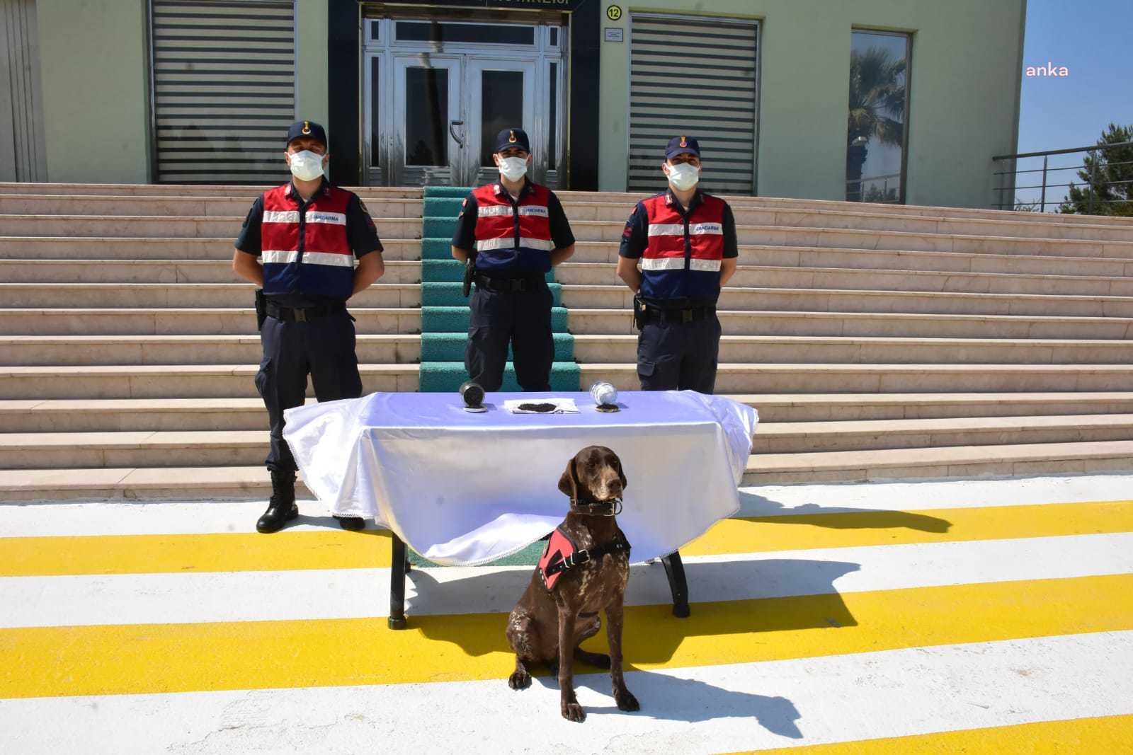 TOHUM KAÇAKÇISINA SUÇÜSTÜ. 2 BİN YILLIK BUĞDAYI YURT DIŞINA SATACAKTI