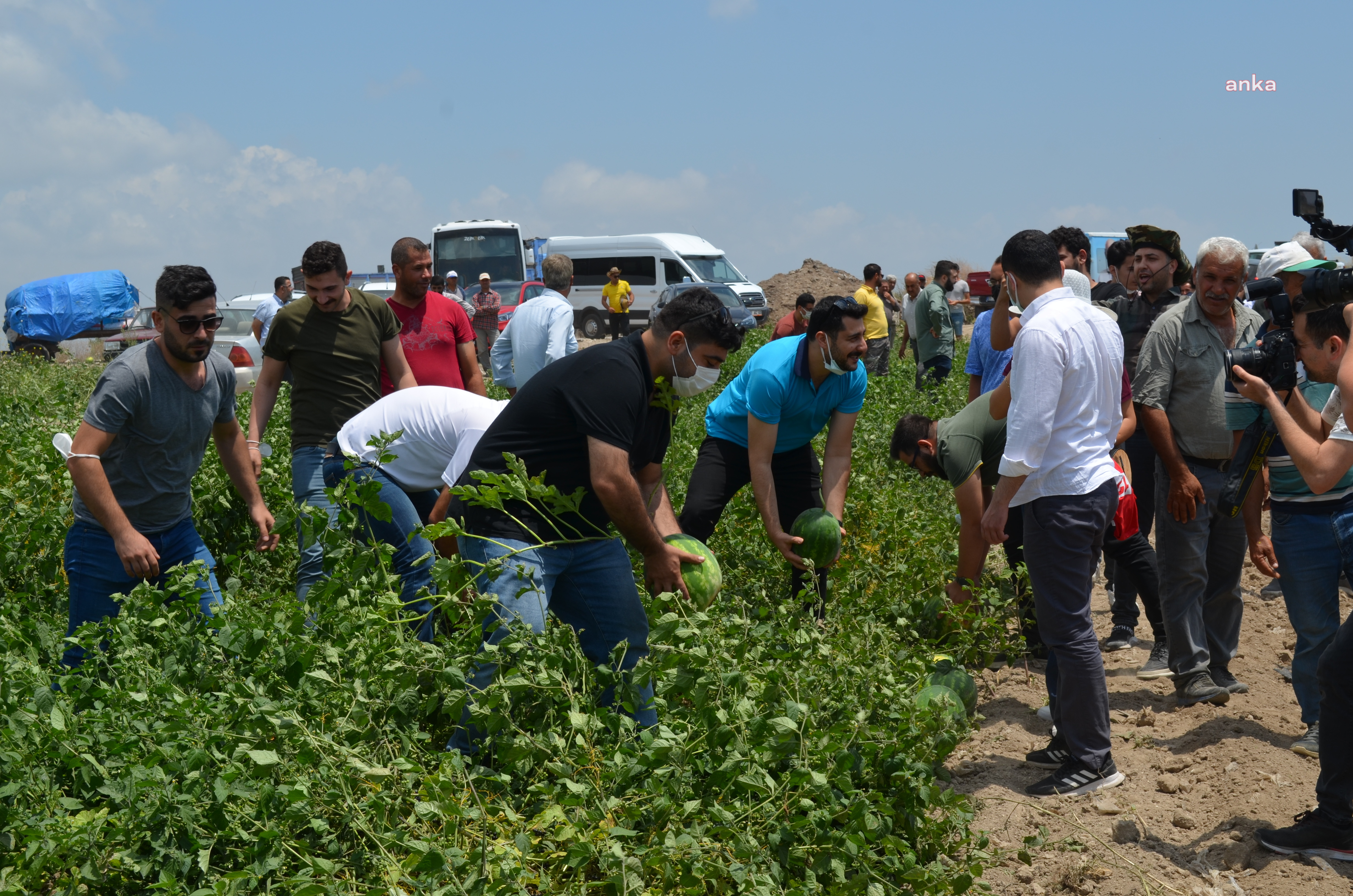 ADANA’DA CHP GENÇLİK KOLLARI KARPUZ HASADINA KATILDI