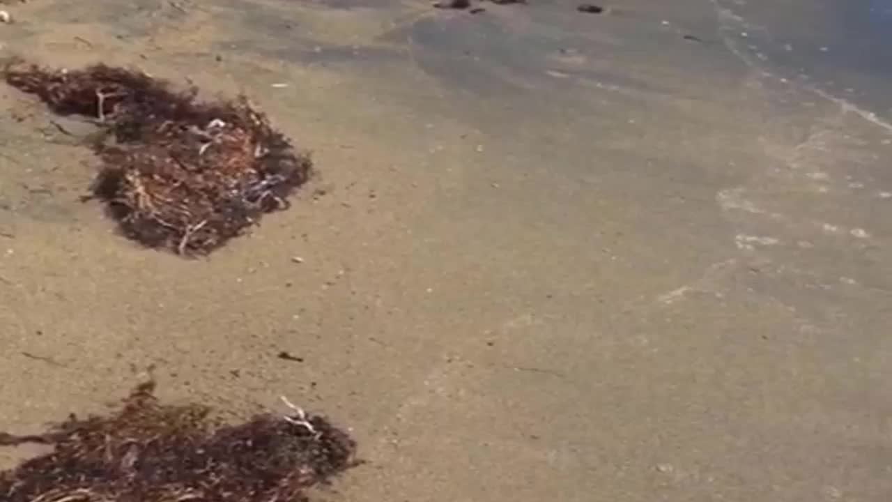 EGE KIYILARINDA YENİ TEHDİT: SARGASSUM