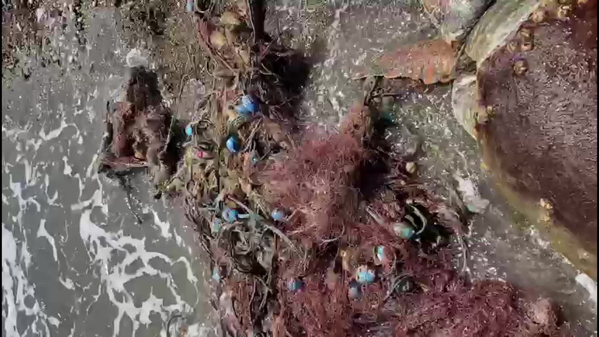 MERSİN’DE HAYALET AĞLARA TAKILAN KAPLUMBAĞA BOĞULDU