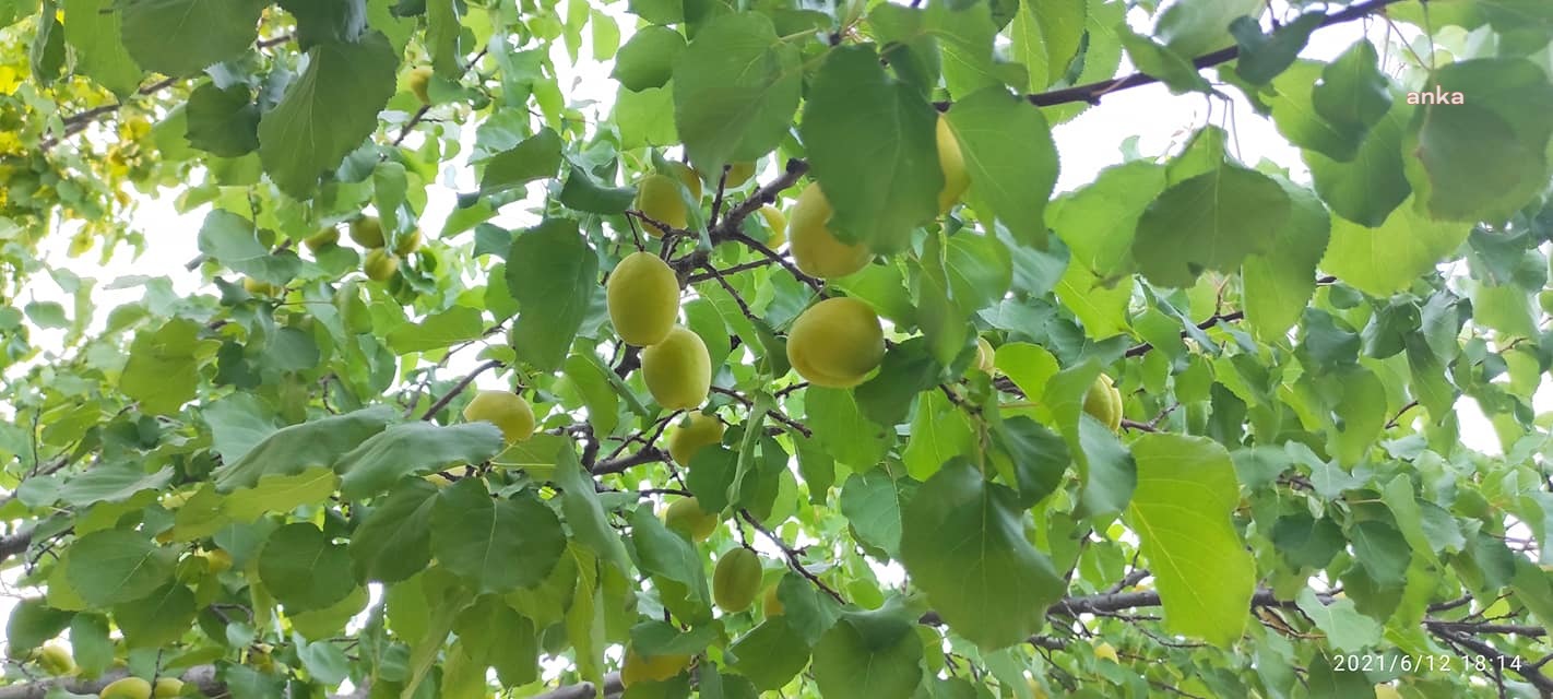 IĞDIR’DA KAYISI SEZONU BAŞLADI