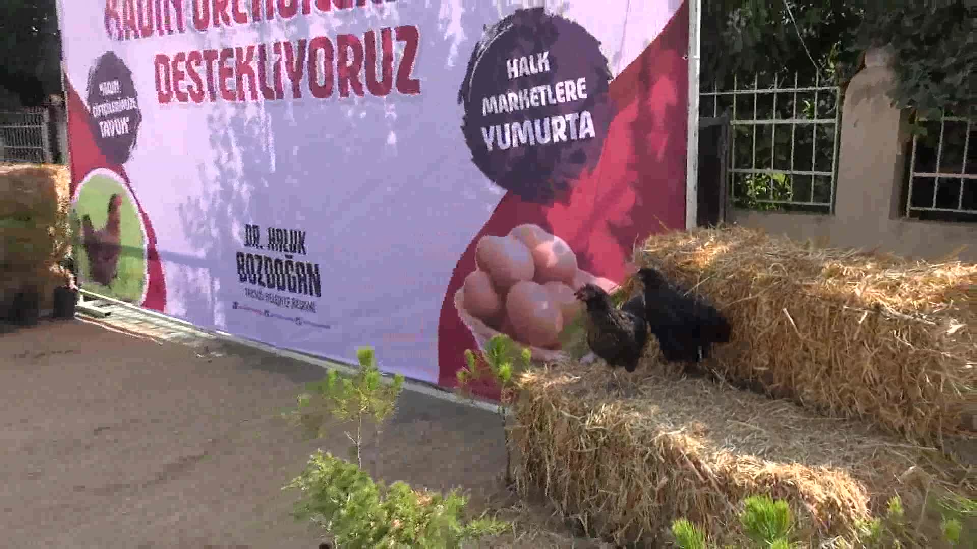 TARSUS BELEDİYESİ'NDEN ÜRETİCİ KADINLARA 5 BİN CANLI TAVUK