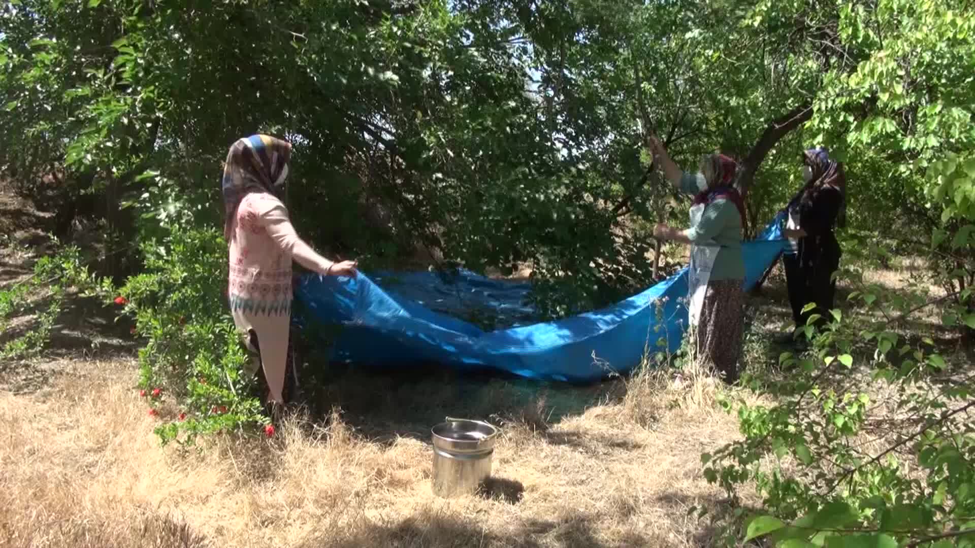 MALATYA'DA 'HAŞHAŞLI DUT PESTİLİ' İÇİN YOĞUN MESAİ