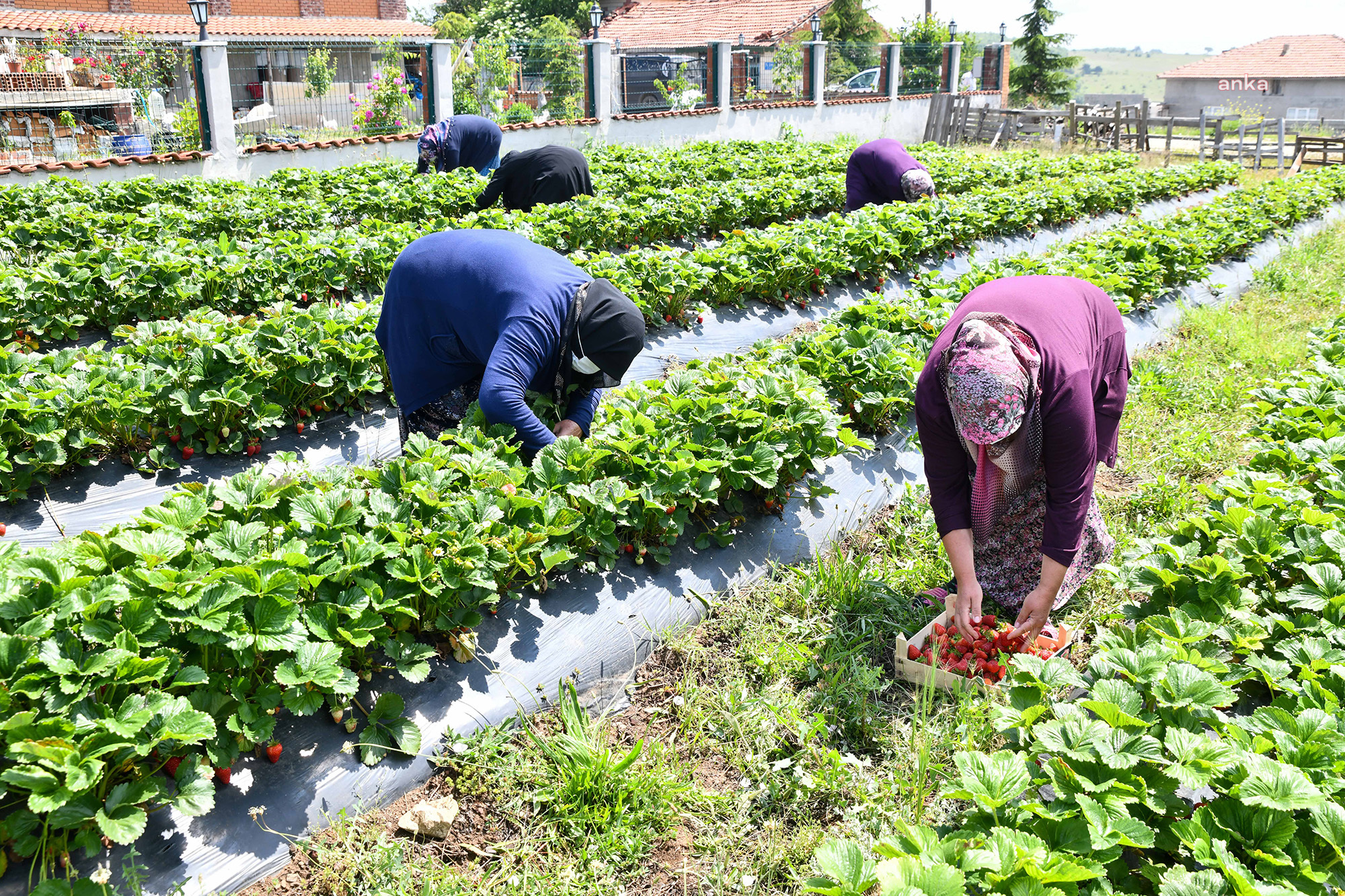 TEPEBAŞI'NDA ÇİLEK ÜRETİCİSİ KADINLAR, EMEKLERİNİN KARŞILIĞINI ALIYOR