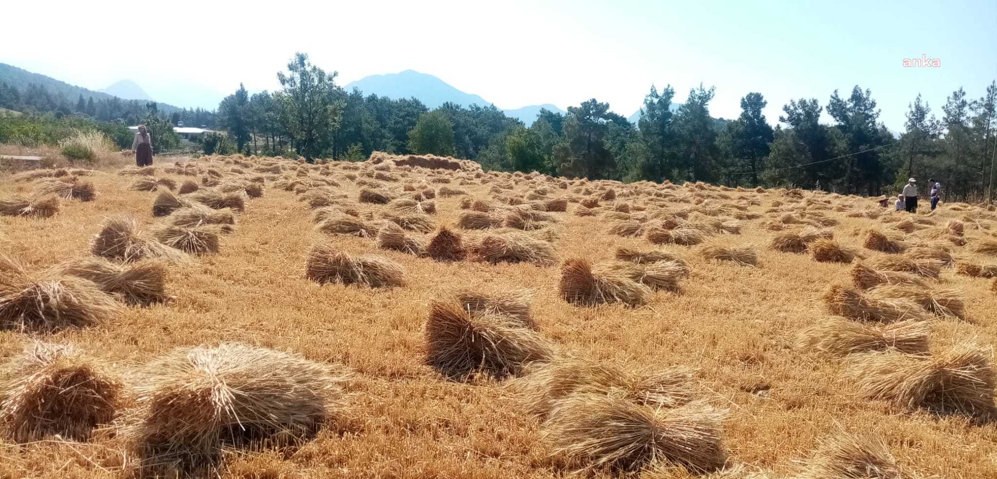 GÜNDOĞMUŞ’TA ANTALYA BÜYÜKŞEHİR’İN DAĞITTIĞI BUĞDAYLAR HASAT EDİLDİ