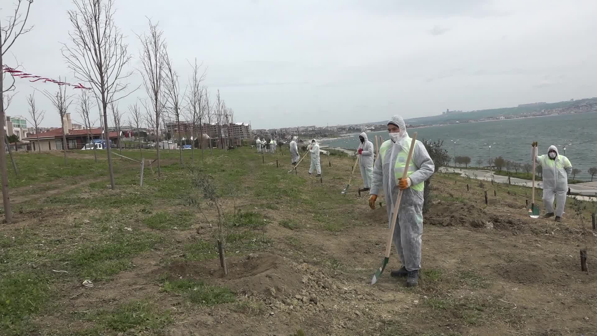 BÜYÜKÇEKMECE BELEDİYESİ'NDEN 100.YIL ANISINA 100 ZEYTİN AĞACI
