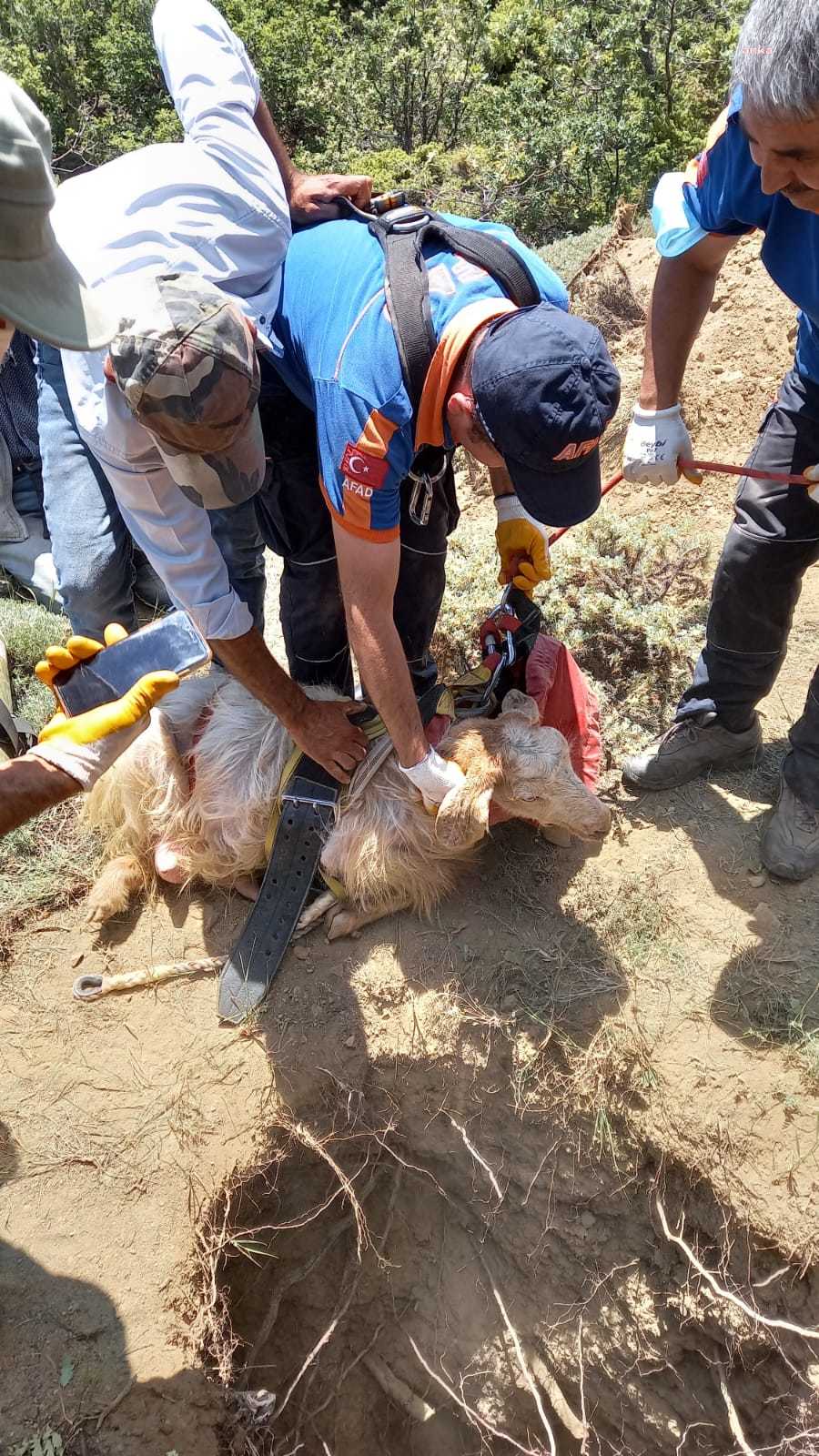 SU KUYUSUNA DÜŞEN KEÇİLERİ, AFAD KURTARDI