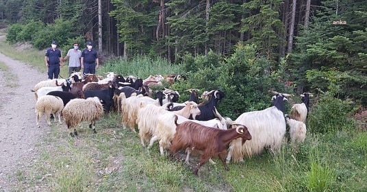 KASTAMONU’DA DAĞA KAÇAN 150 KEÇİYİ JANDARMA BULDU
