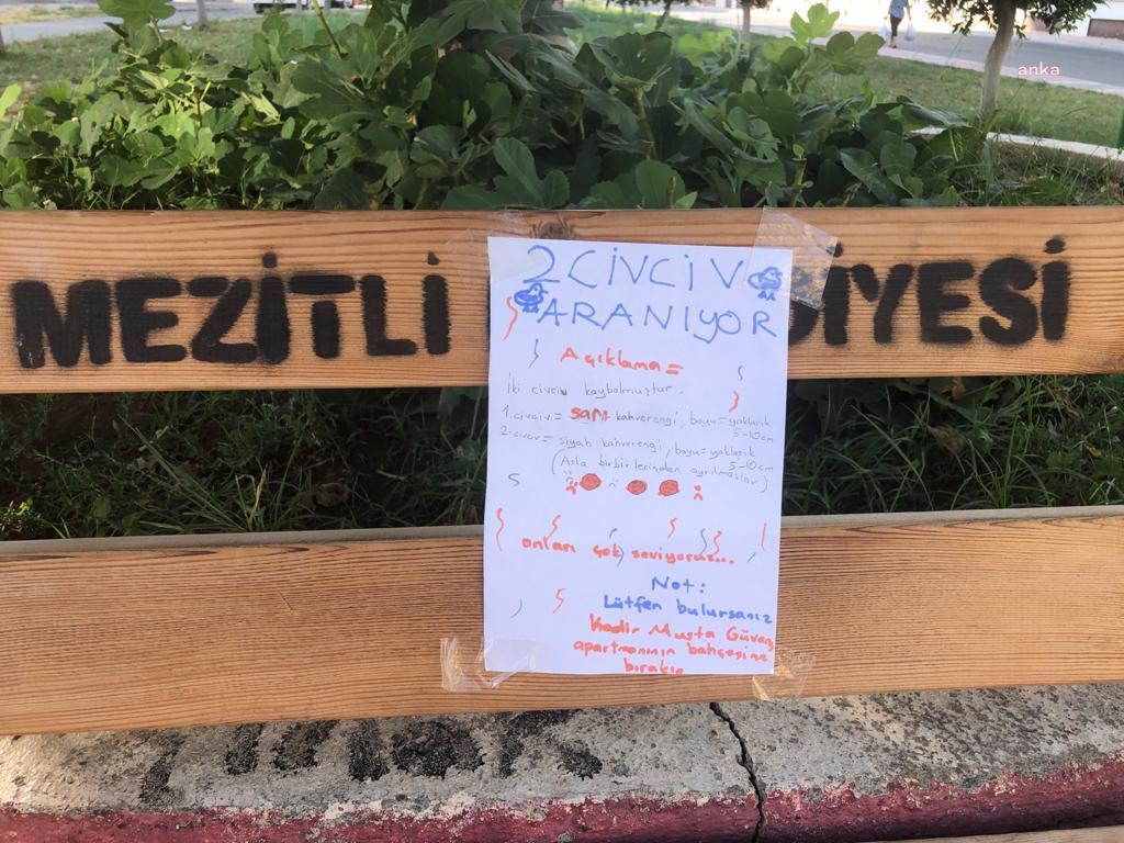 MERSİN’DE BİR ÇOCUK KAYIP CİVCİVLERİNİ ARIYOR: “ASLA BİRBİRLERİNDEN AYRILMAZLAR”