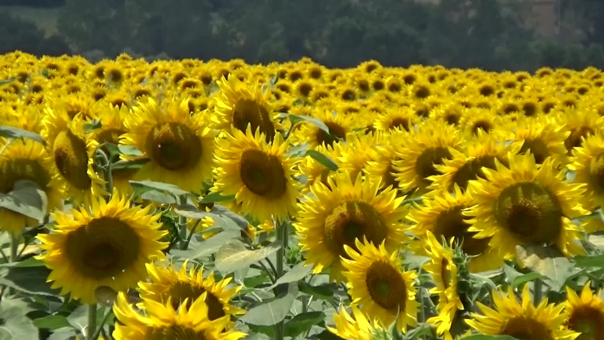 TRAKYA’NIN "SARI GELİNİ" ÇİÇEK AÇTI