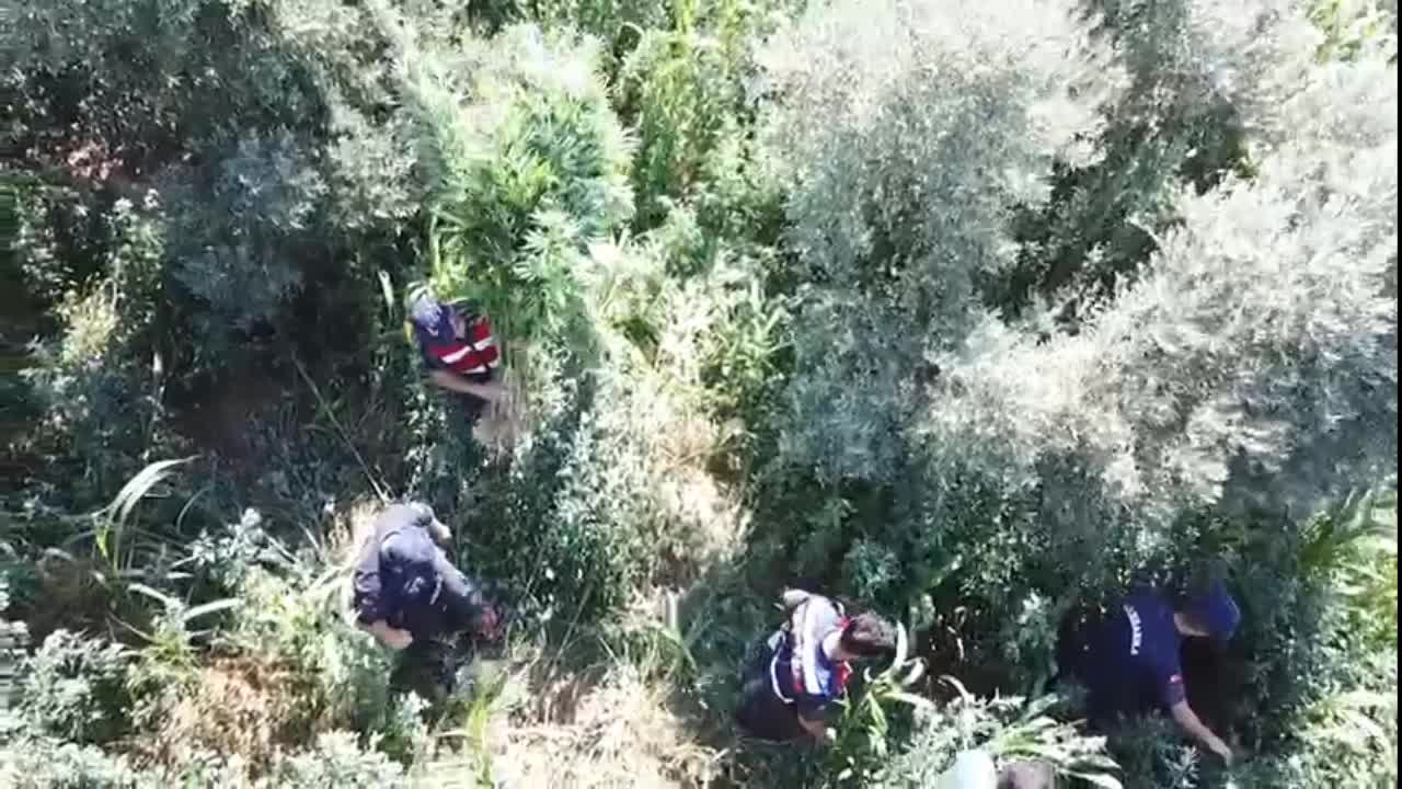 İZMİR'DE 5 BİN 847 KÖK EKİLİ KENEVİR ELE GEÇİRİLDİ