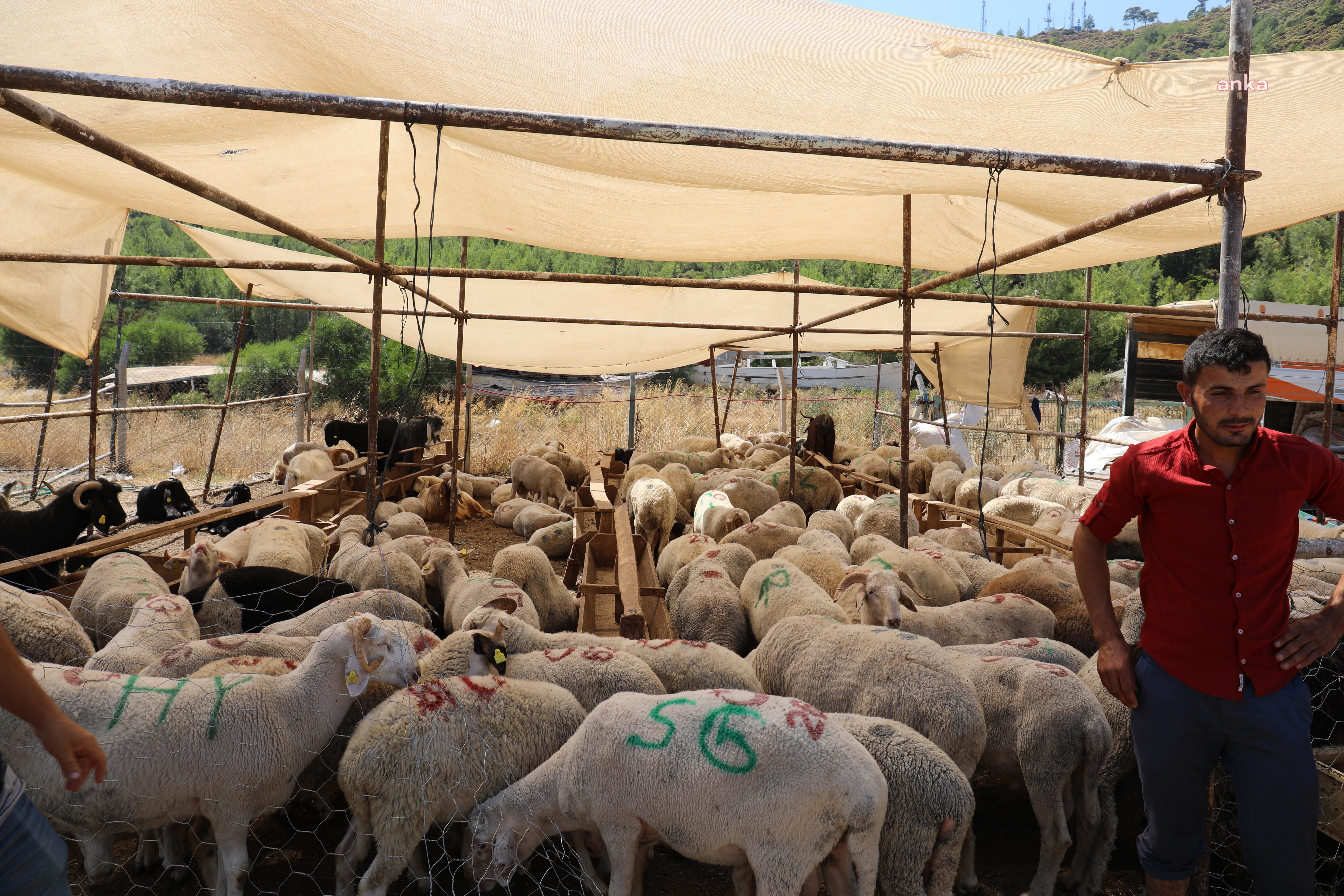 MARMARİS'TE KURBAN SATIŞ VE KESİM YERLERİ BELİRLENDİ