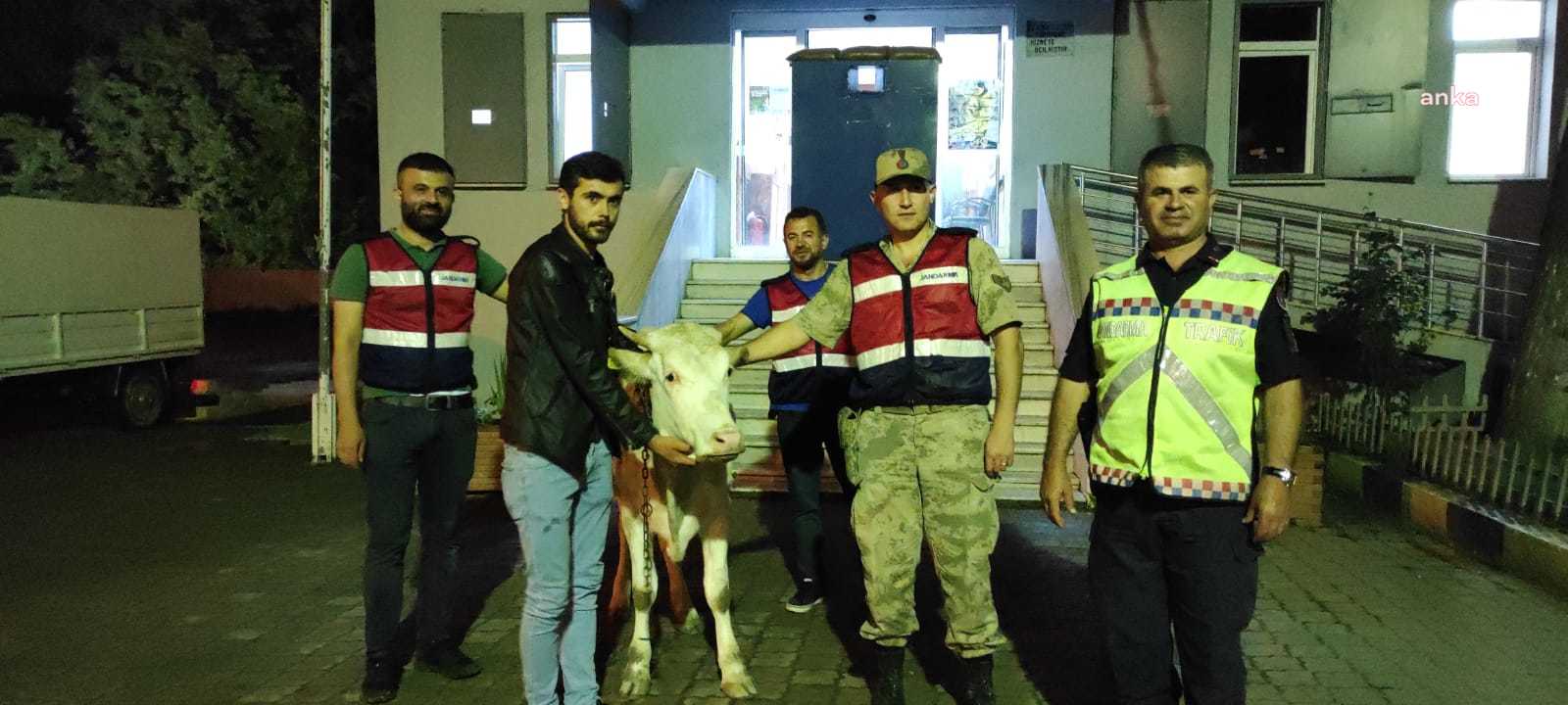 GİRESUN’DA İNEK ÇALAN ÜÇ KİŞİ YAKALANDI