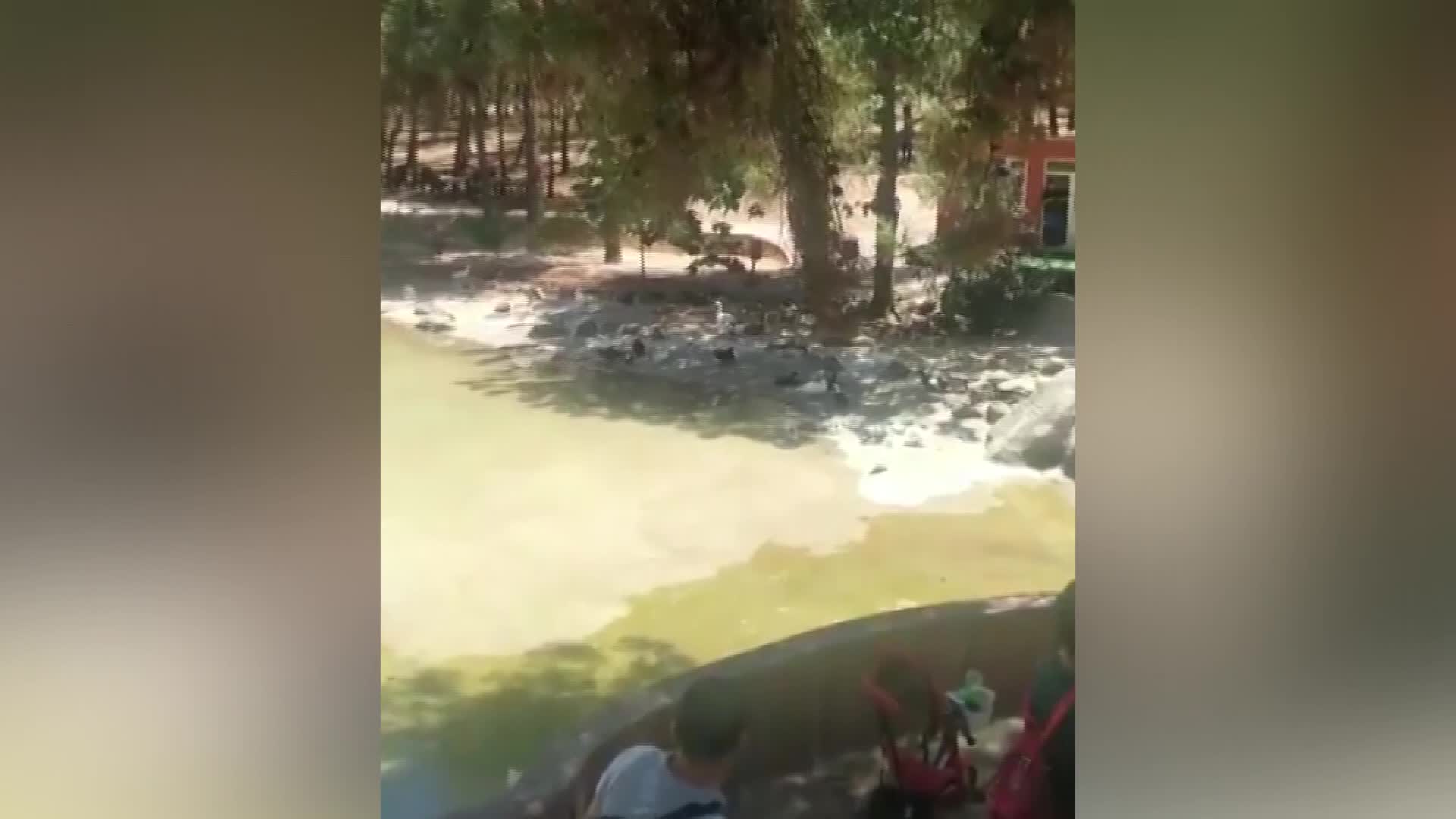 GAZİANTEP HAYVANAT BAHÇESİ’NDE ARSLAN, BAKICISINI YARALADI
