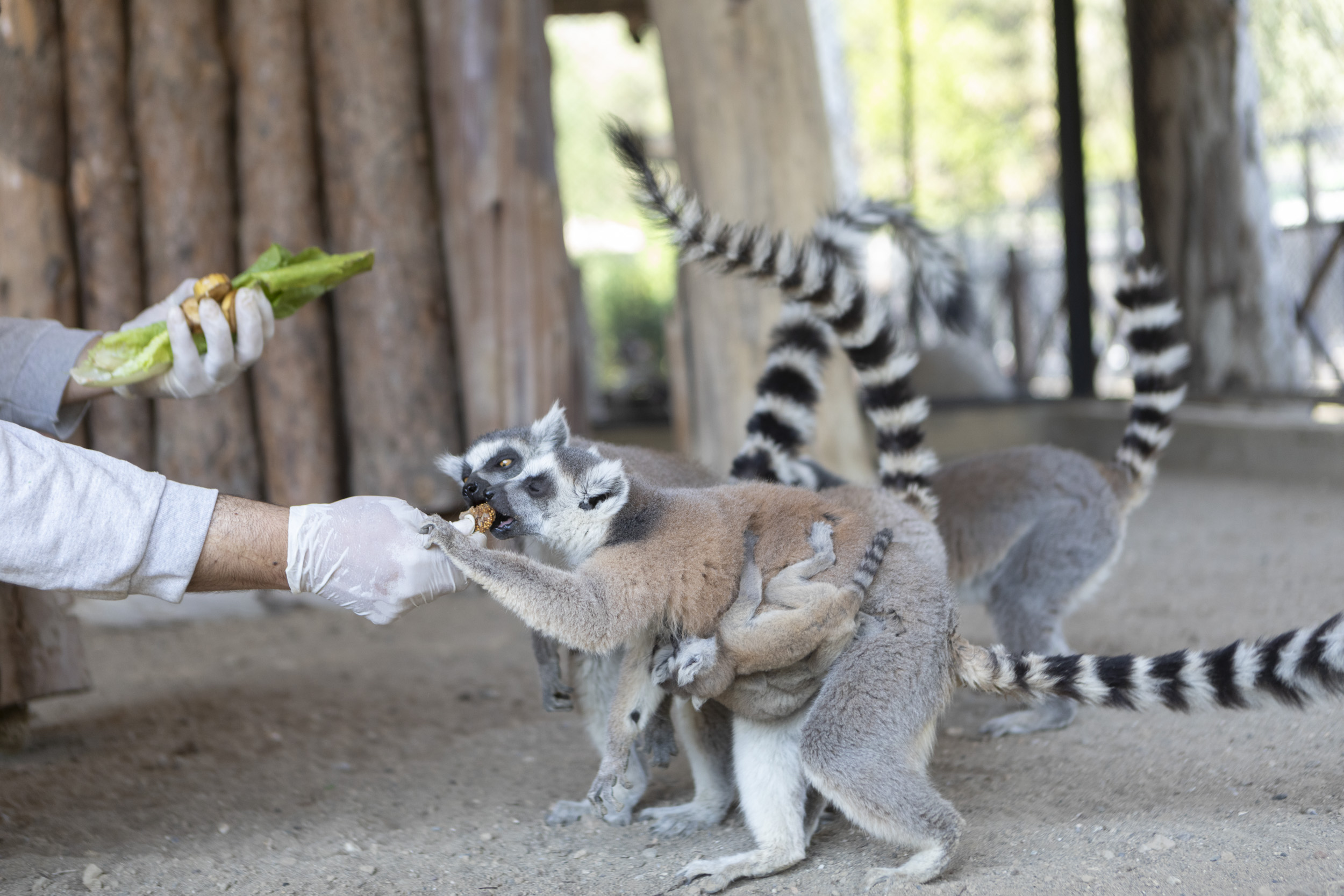 TARSUS DOĞA PARKI’NIN SEVİMLİ ÜYESİ LEMUR’UN İKİZ BEBEK MUTLULUĞU