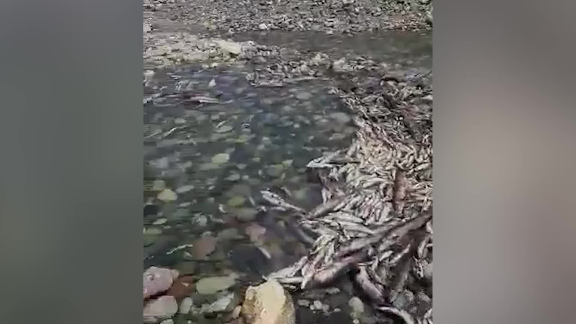 KAHTA ÇAYI'NDA TOPLU BALIK ÖLÜMLERİ YAŞANIYOR