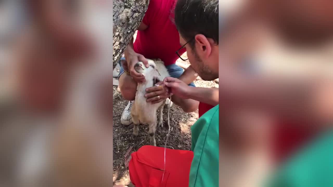 BAKIRKÖY BELEDİYESİ, MARMARİS YANGININDAN ETKİLENEN HAYVANLAR İÇİN HAREKETE GEÇTİ