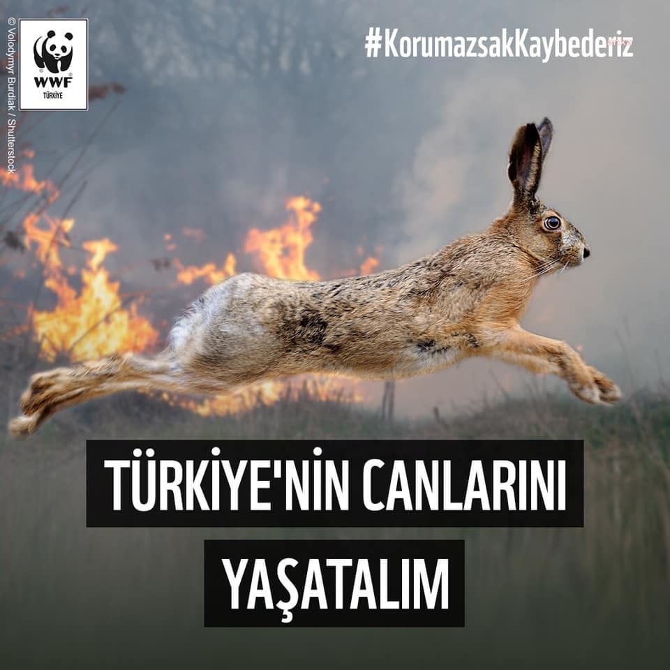 WWF TÜRKİYE, ORMAN YANGINLARINDA YARALANAN CANLILAR İÇİN HAREKETE GEÇTİ
