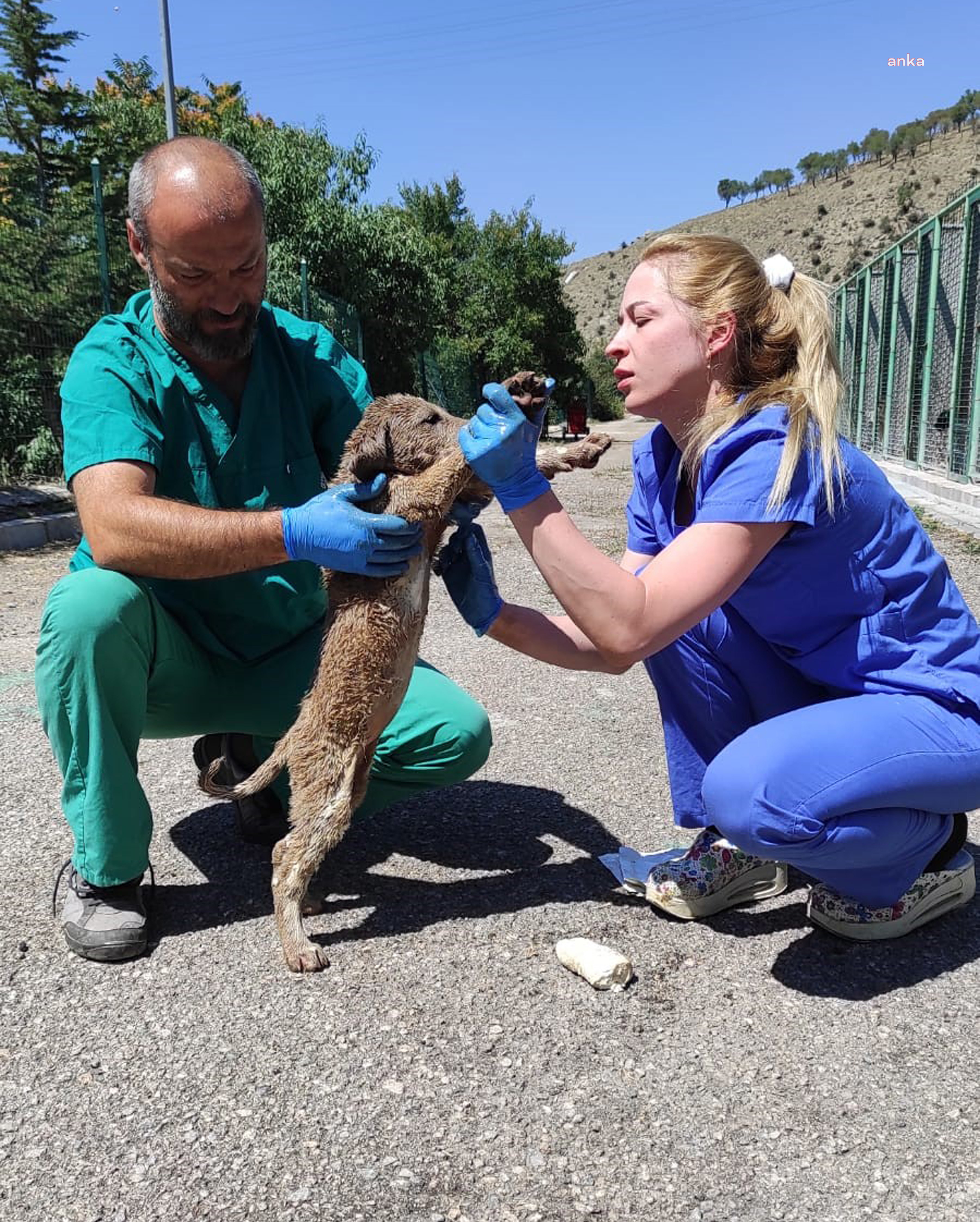ÇANKAYA'DA ASFALTA DÜŞEN YAVRU KÖPEKLER KURTARILDI