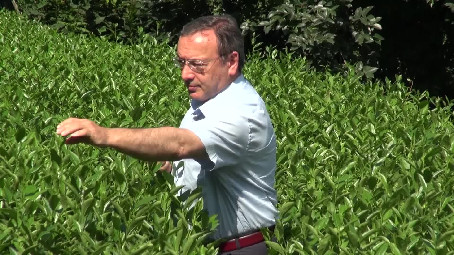 PANDEMİDE BEYAZ ÇAY STOKLARI TÜKENDİ