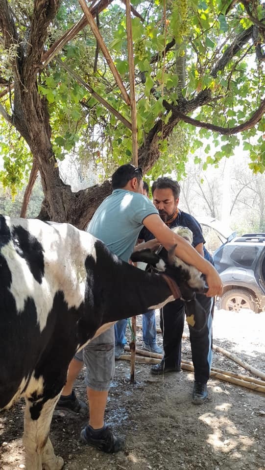 MUĞLA’DAKİ YANGINLAR İÇİN VETERİNERLER DE SEFERBER OLDU