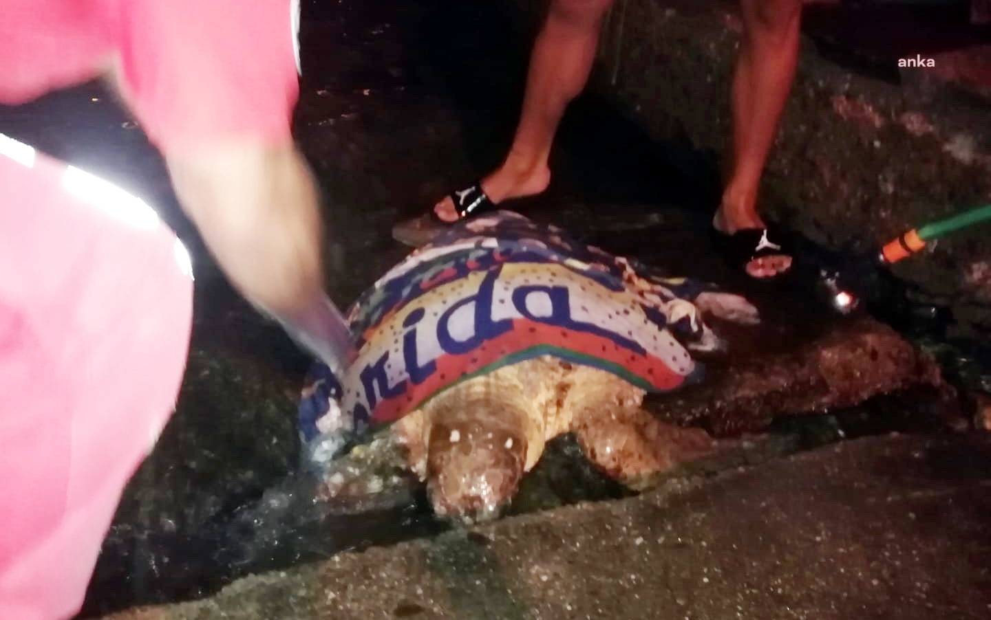 YARALI CARETTA CARETTA TEDAVİ ALTINA ALINDI