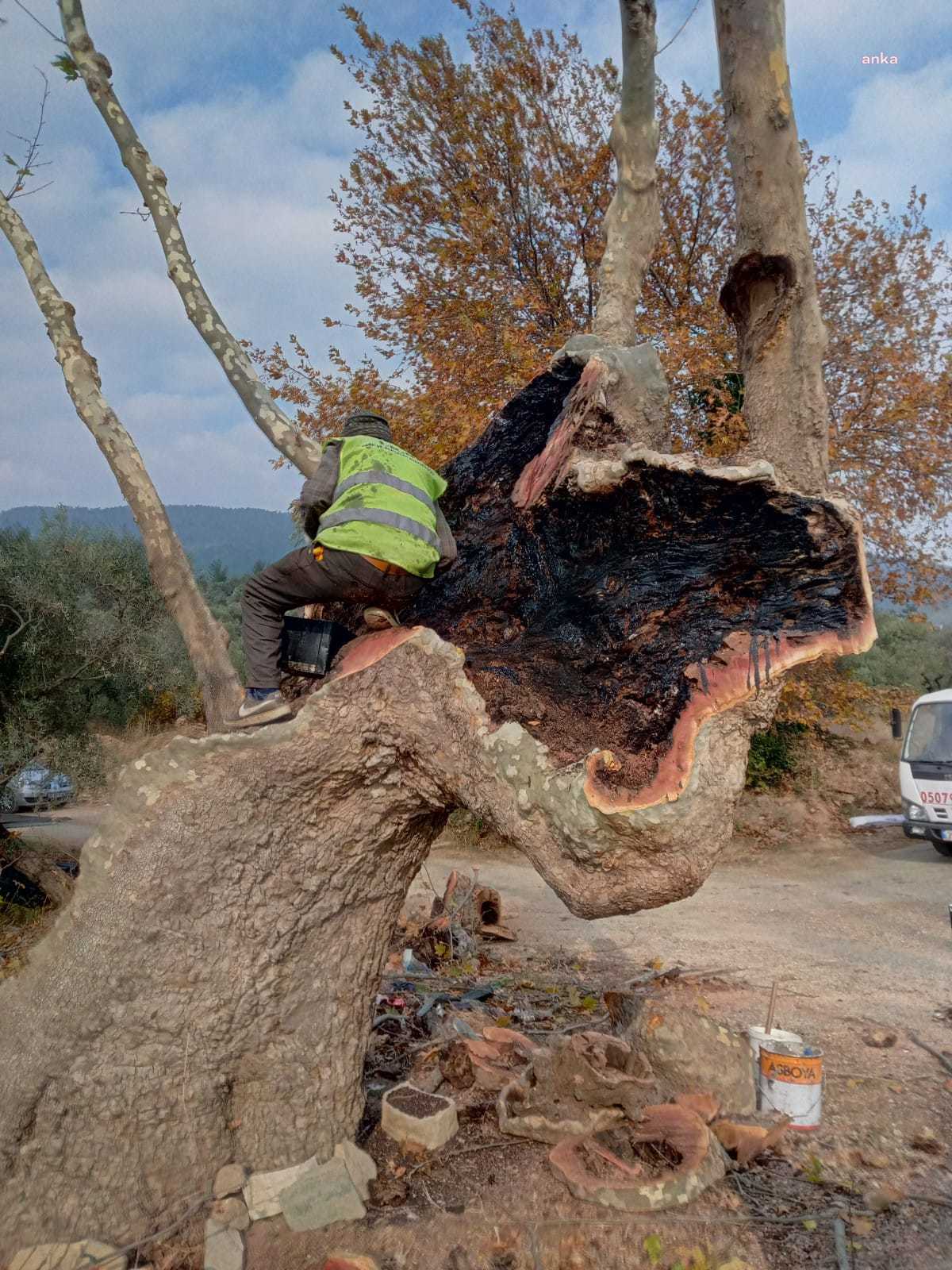 İZMİR'DE İKİ YILDA 120 AĞAÇ KURTARILDI