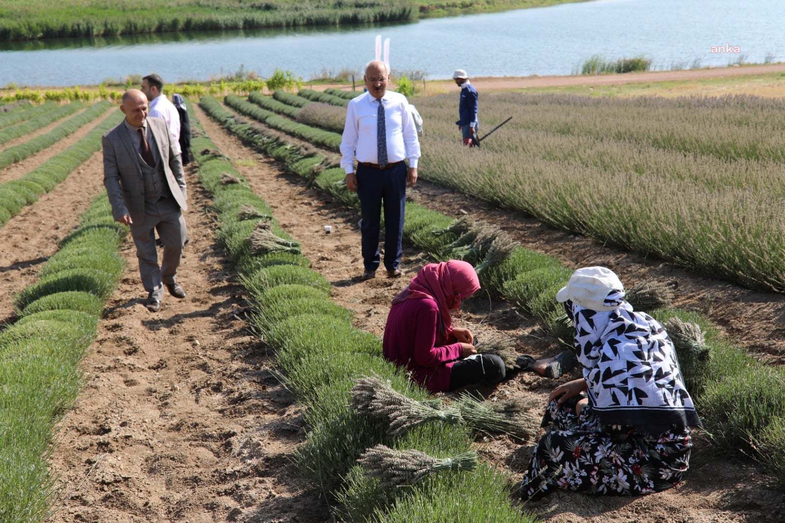KIRIKKALE'DE LAVANTA HASADI