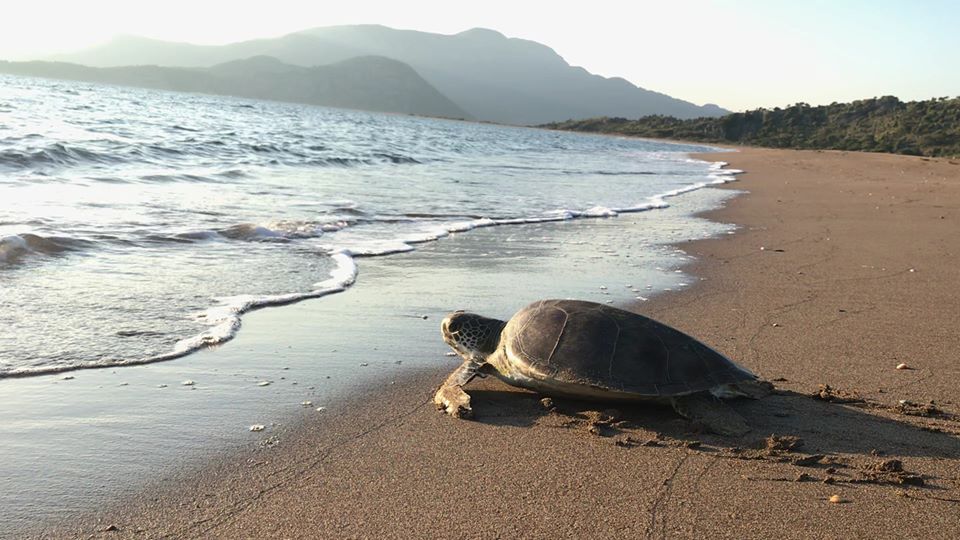 CARETTA "MUSTAFA", TÖRENSİZ DENİZE BIRAKILDI