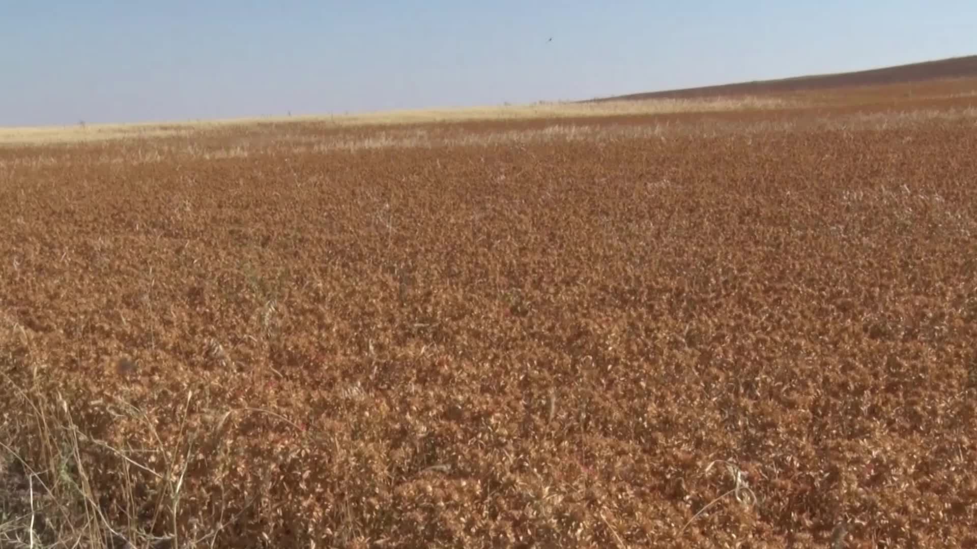 KAYSERİ’DE ASPİR HASADI BAŞLADI