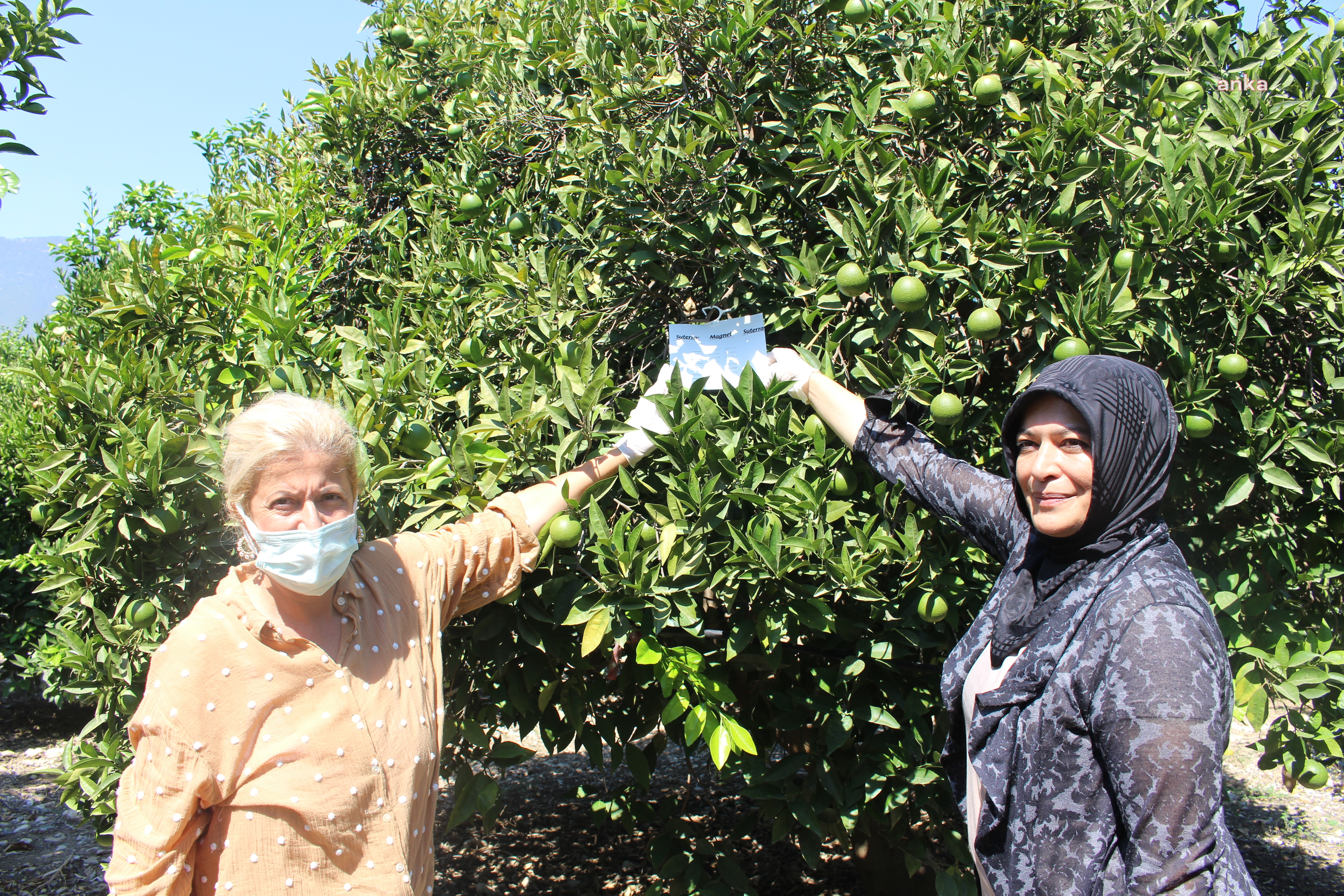 ANTALYA BÜYÜKŞEHİR'DEN AKDENİZ MEYVE SİNEĞİNE KARŞI BİYOTEKNİK MÜCADELE