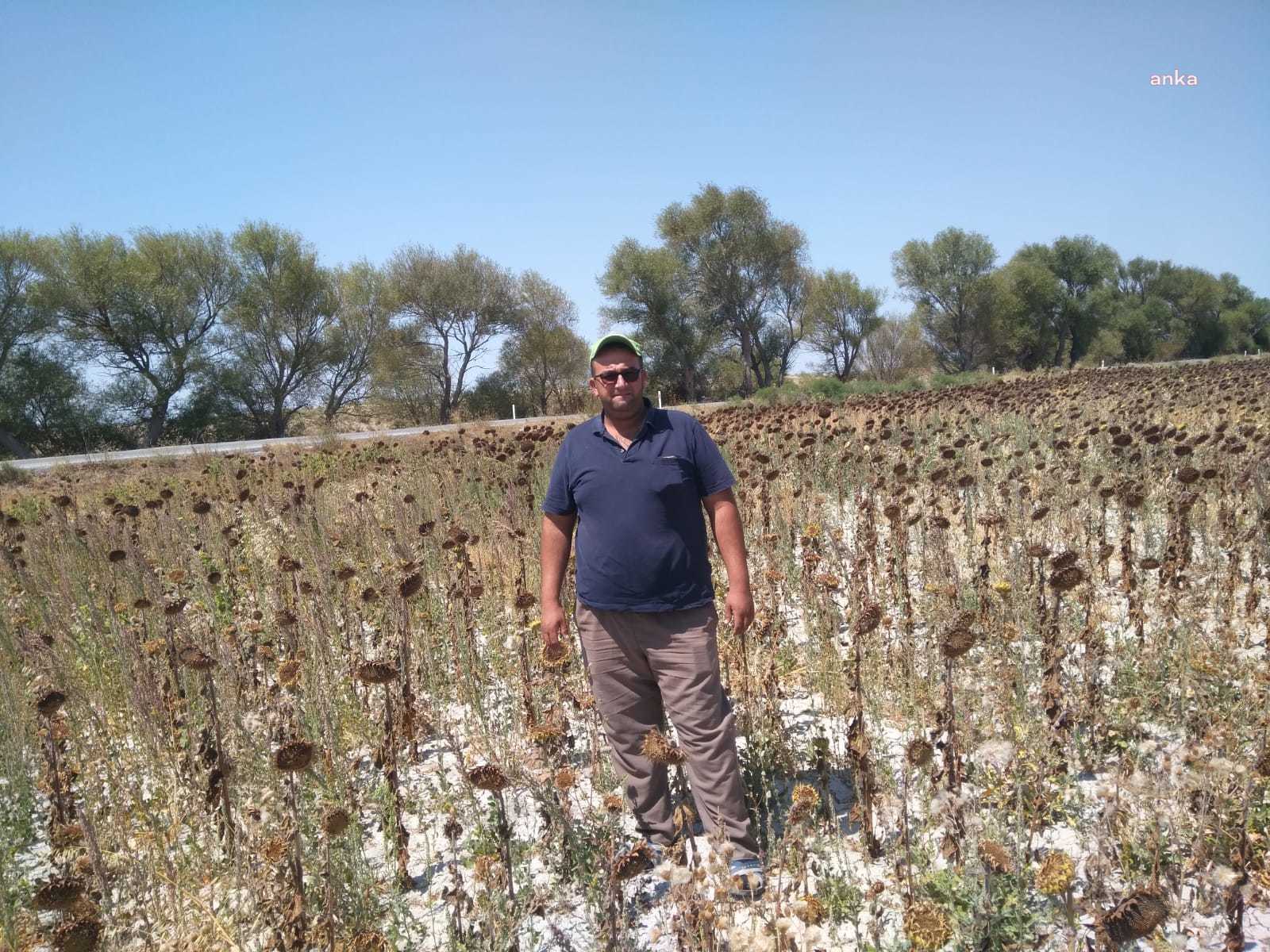 TARLADAKİ ÜRÜNÜ SUSUZLUKTAN KURUYAN ÇİFTÇİ: "DEVLET ARKAMIZDA DURMADI"