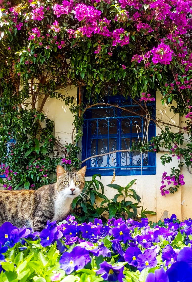 ANTALYA BÜYÜKŞEHİR, KALEİÇİ'Nİ ÇİÇEKLERLE SÜSLEDİ