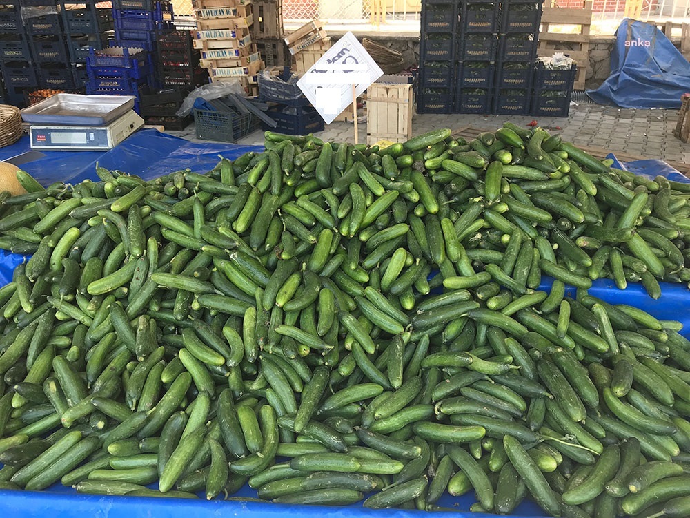 İSTANBUL'DA SALATALIĞIN FİYATI YÜZDE 49 ARTTI