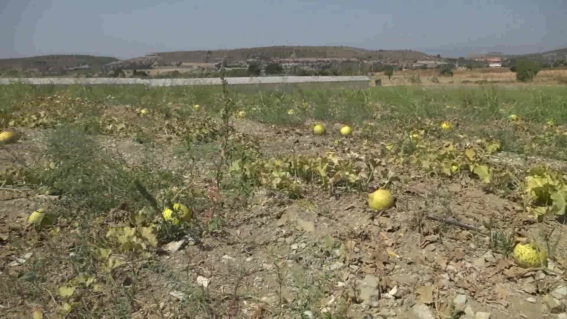 ÇEŞME KAVUNUNA COĞRAFİ TESCİL