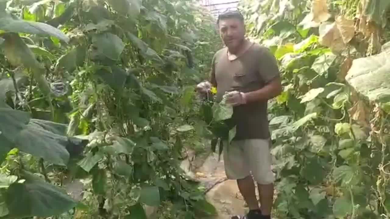 SALATALIK NEDEN ZAM ŞAMPİYONU, ÜRETİCİ ANLATTI: "SALATALIK TARLADA 1 BUÇUK LİRA AMA..."