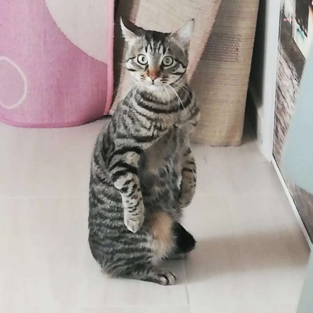 SAHİBİ TREN KAZASINDA ÖLEN KEDİYE YUVA ARANIYOR