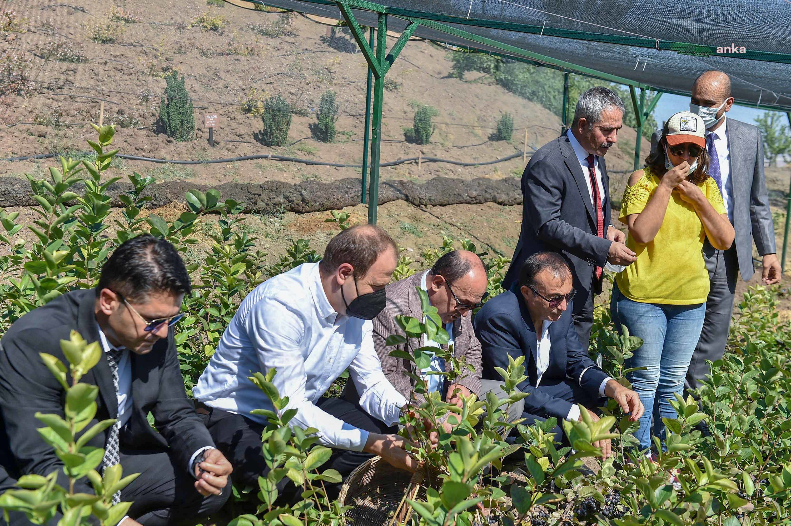 ANKARA BÜYÜKŞEHİR’DEN ARONYA MEYVESİ İÇİN DESTEK