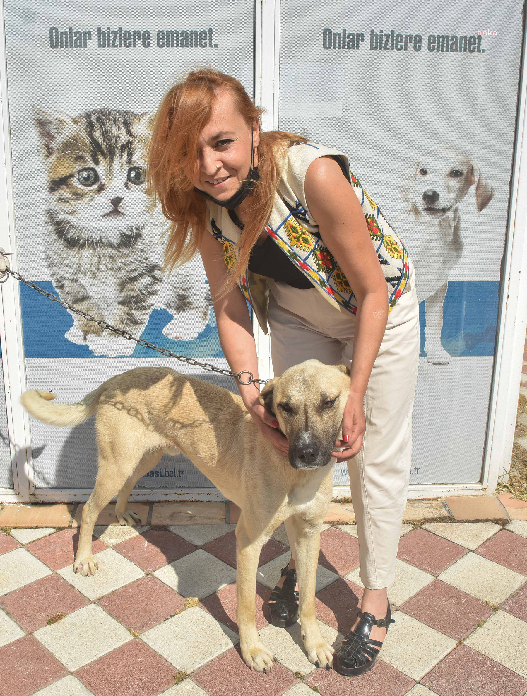 TEPEBAŞI BELEDİYESİ’NE YARALI HALDE GETİRİLEN ÇOBAN KÖPEĞİ TEDAVİSİNİN ARDINDAN SAHİPLENDİRİLDİ