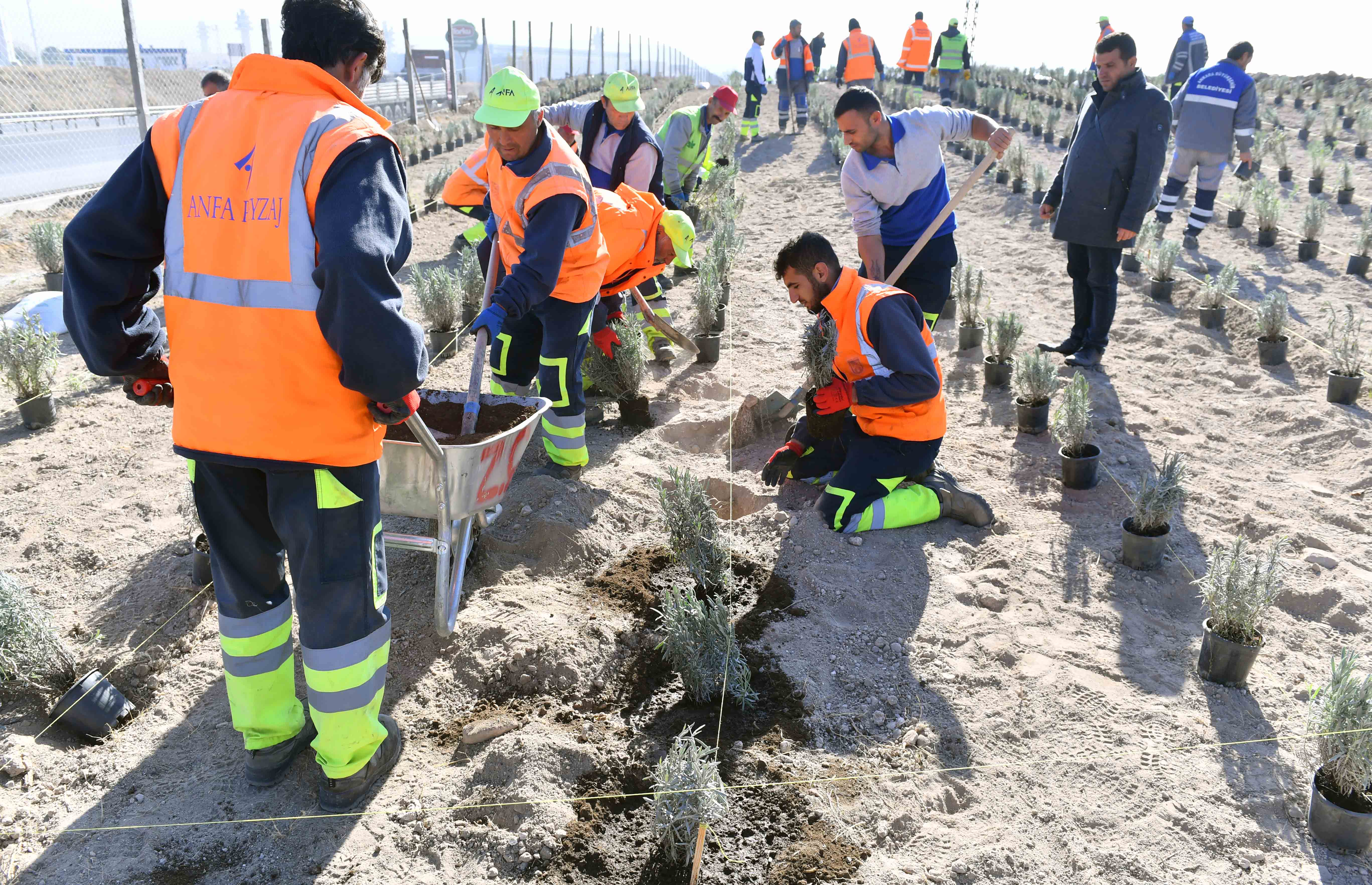 ANKARA BÜYÜKŞEHİR’DEN BİR DESTEK DE LAVANTA ÜRETİCİLERİNE