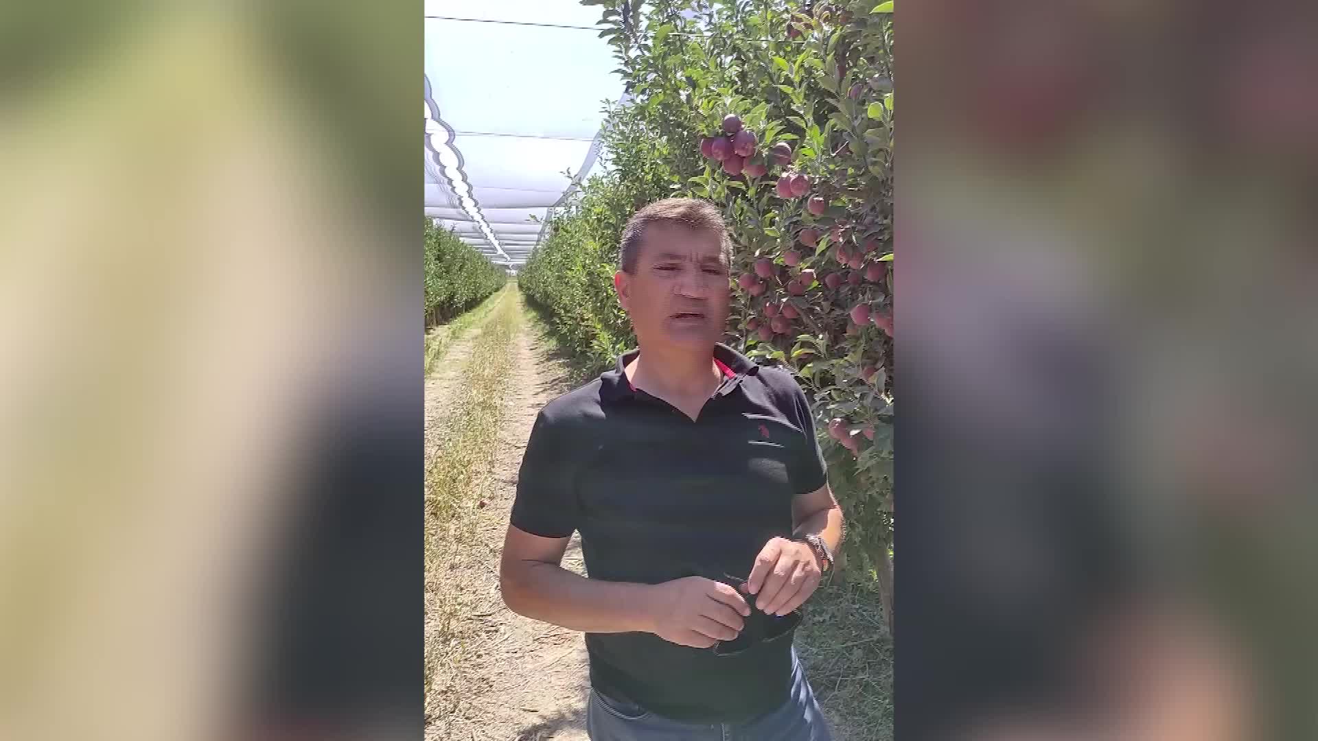 KARAMANLI ELMA ÜRETİCİSİ: “MARKETTE 12-13 LİRA AMA BAHÇEDE 1,5 LİRAYA ALICI BULMUYOR”