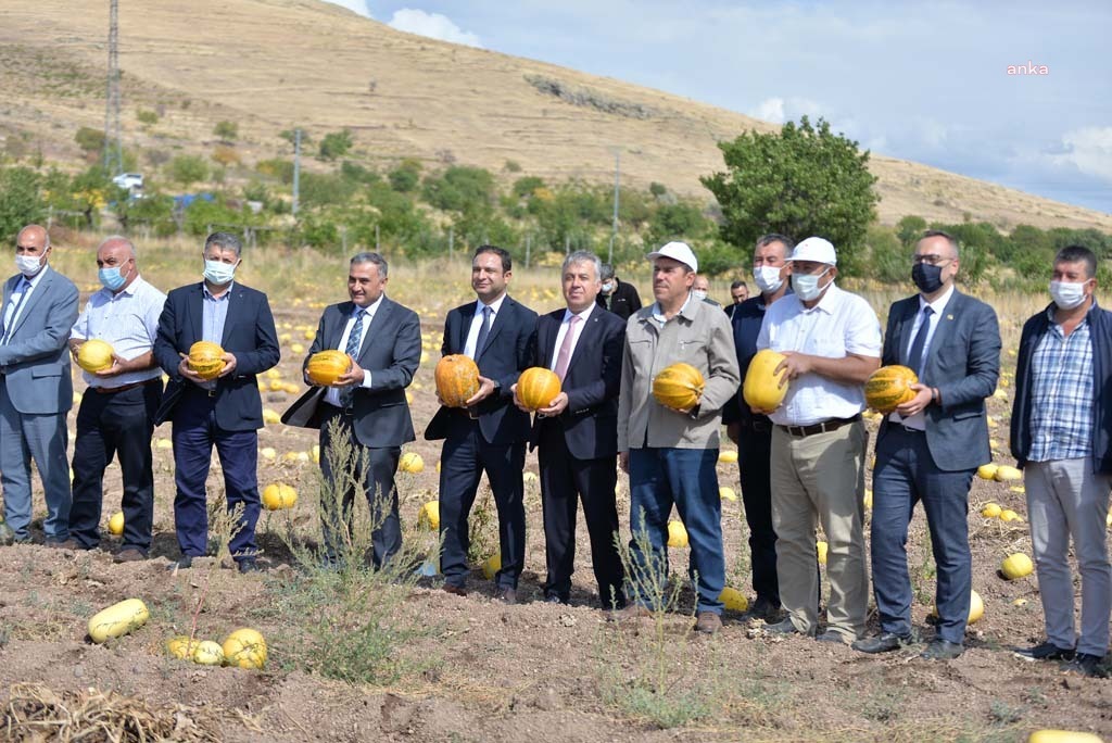 KAYSERİ’DE 9 FARKLI KABAK ÇEKİRDEĞİ TOHUMU EKİLEN ARAZİDE 'TARLA GÜNÜ' YAPILDI
