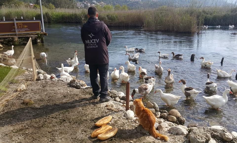AZMAĞIN SEMBOLÜ KAZLAR İÇİN SEFERBER OLDULAR
