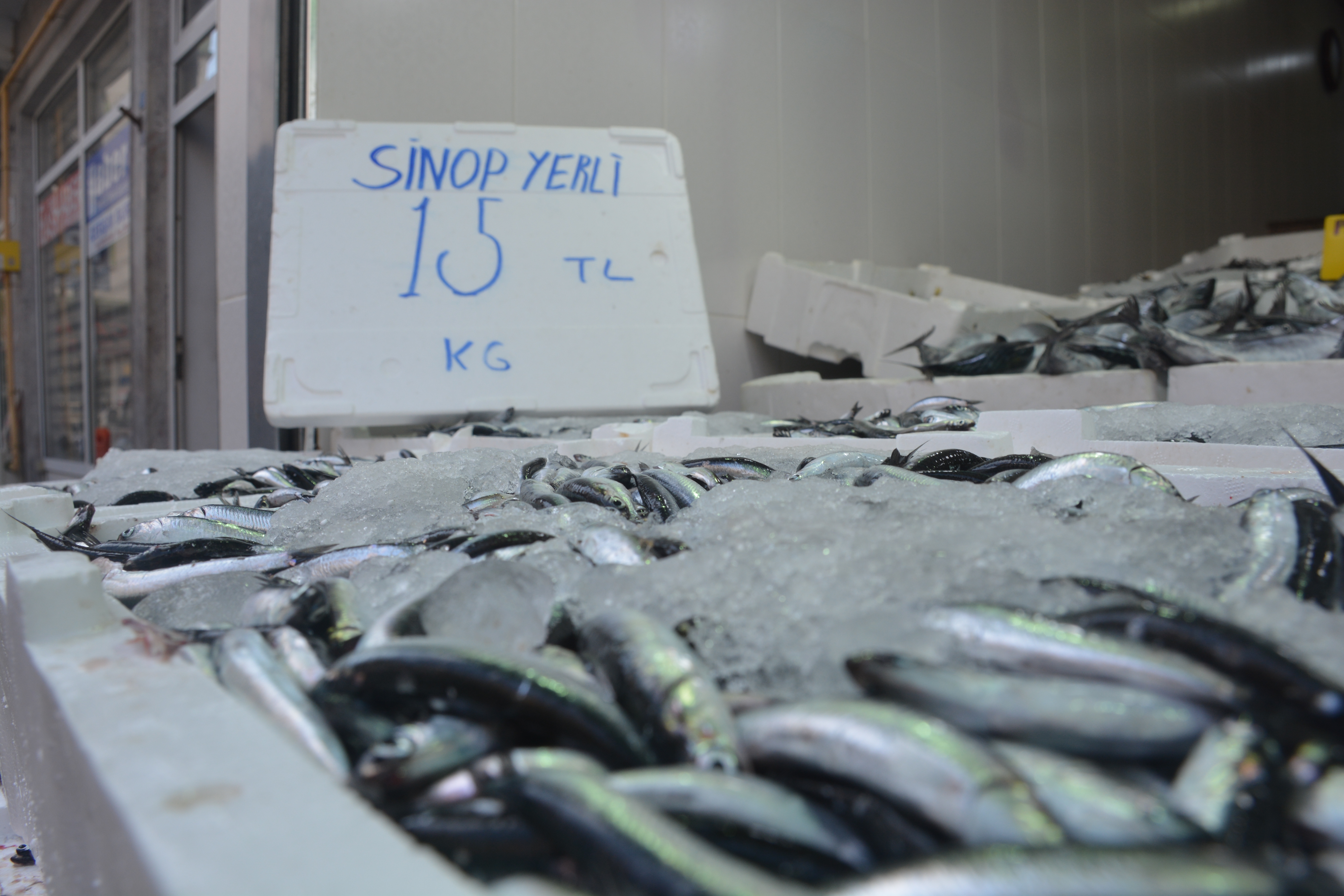 SİNOP'TA HAMSİ 15 LİRA