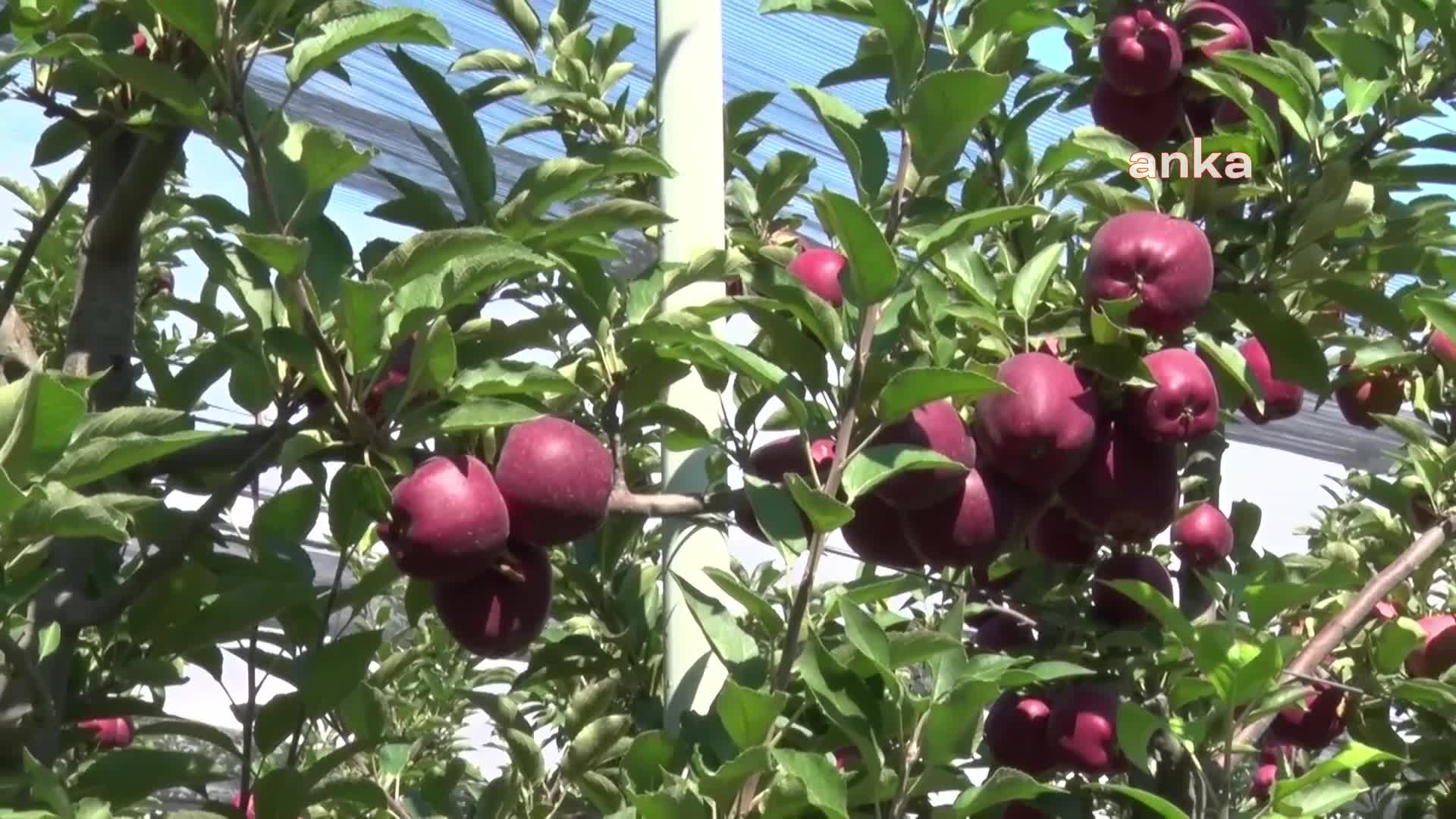 KAYSERİ’DE ELMA HASADI BAŞLADI