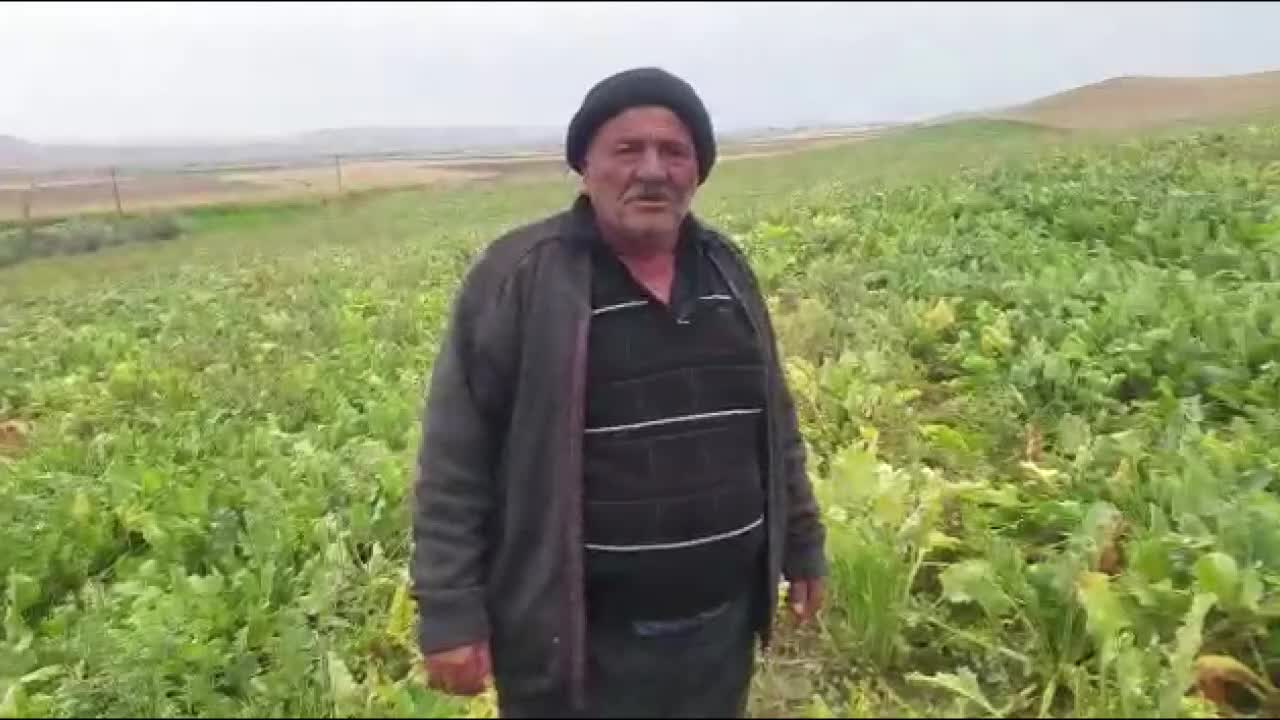 TRAKTÖRÜ HACZEDİLDİ, ŞEKERPANCARI TARLADA KALDI: "BEN NE YAPAYIM BU YAŞTAN SONRA?"