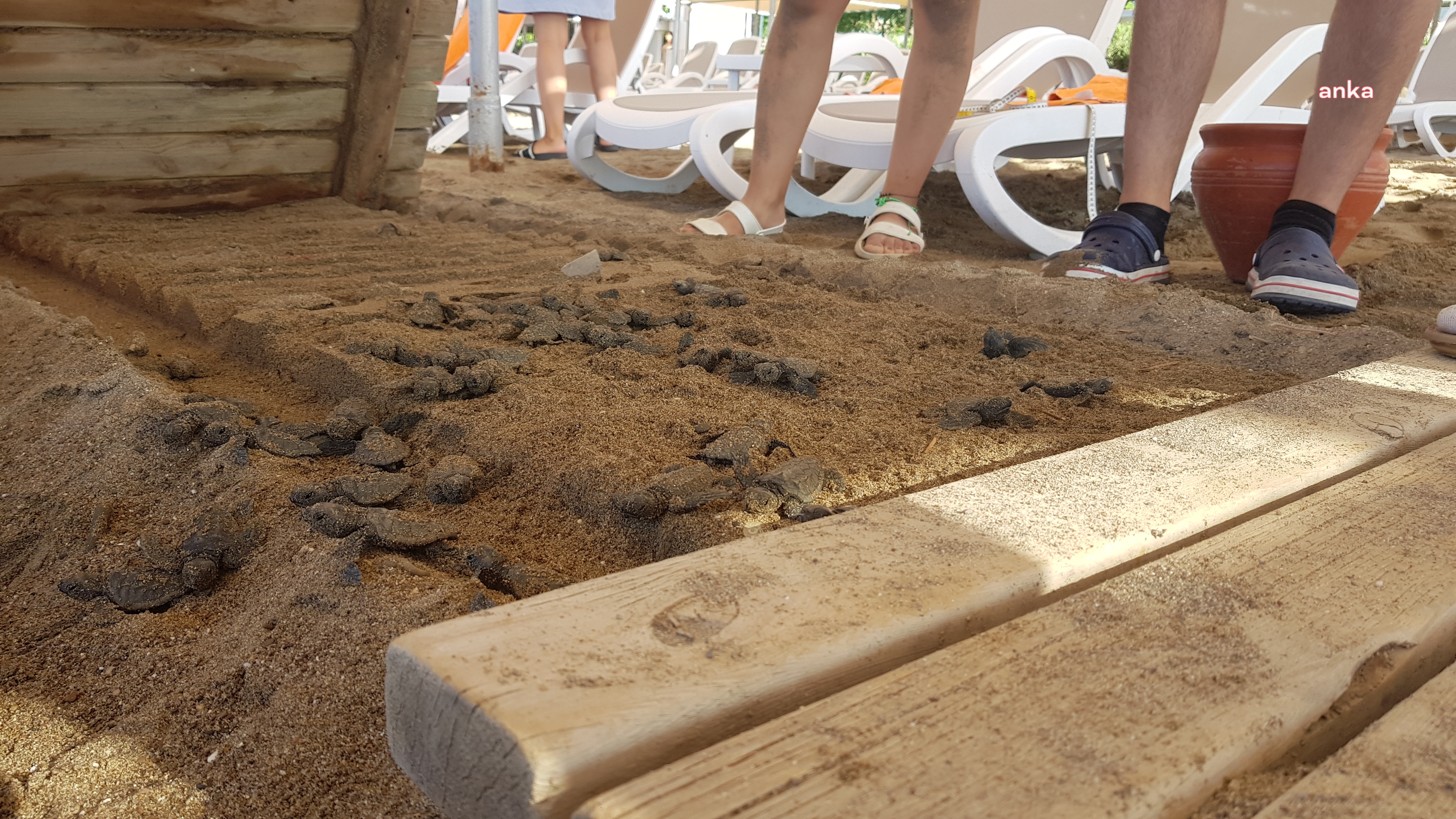 CARETTA CARETTALARIN KORUNMASI İÇİN SAHİLLERE ÇAM KAZIK ÇAKILACAK, KAFES KURULACAK: “YUVALAMA ALANLARI İNSAN BASKISI ALTINDA…”
