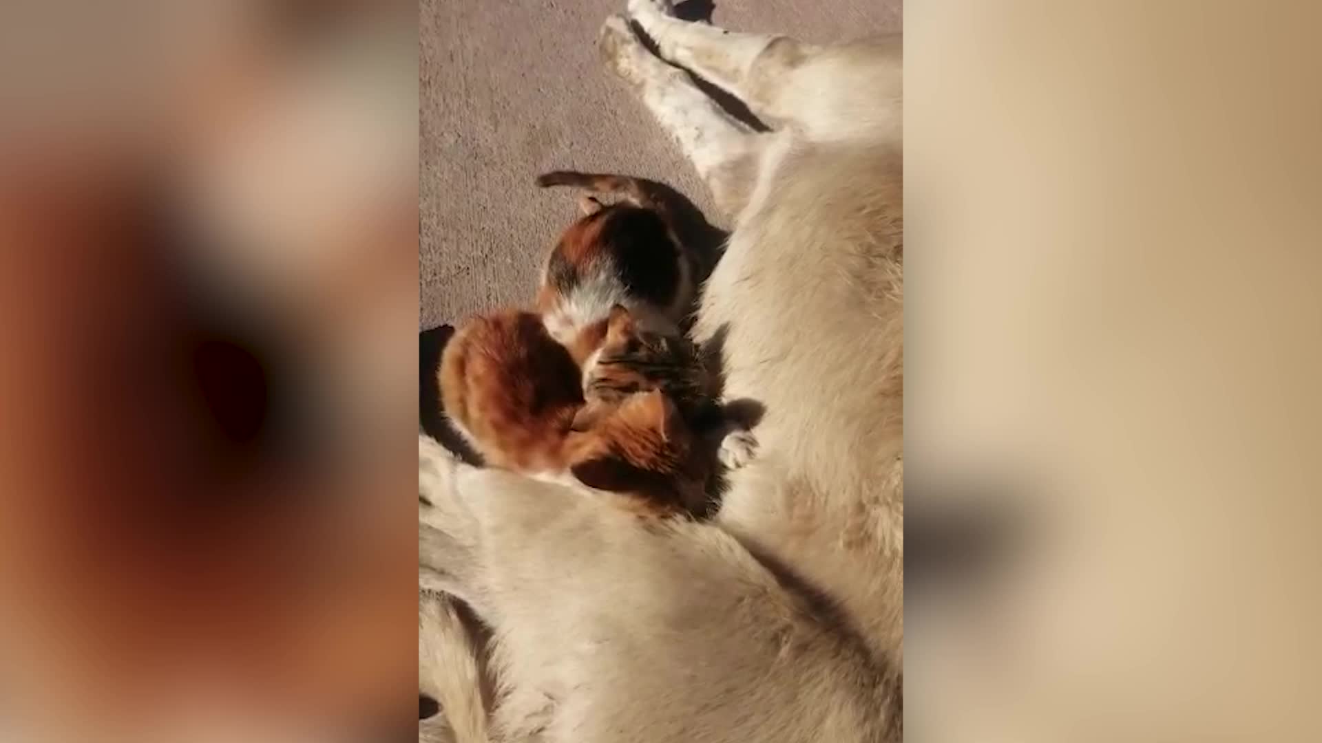 TREN İSTASYONUNUN KÖPEĞİ, KEDİLERE ANNELİK YAPIYOR